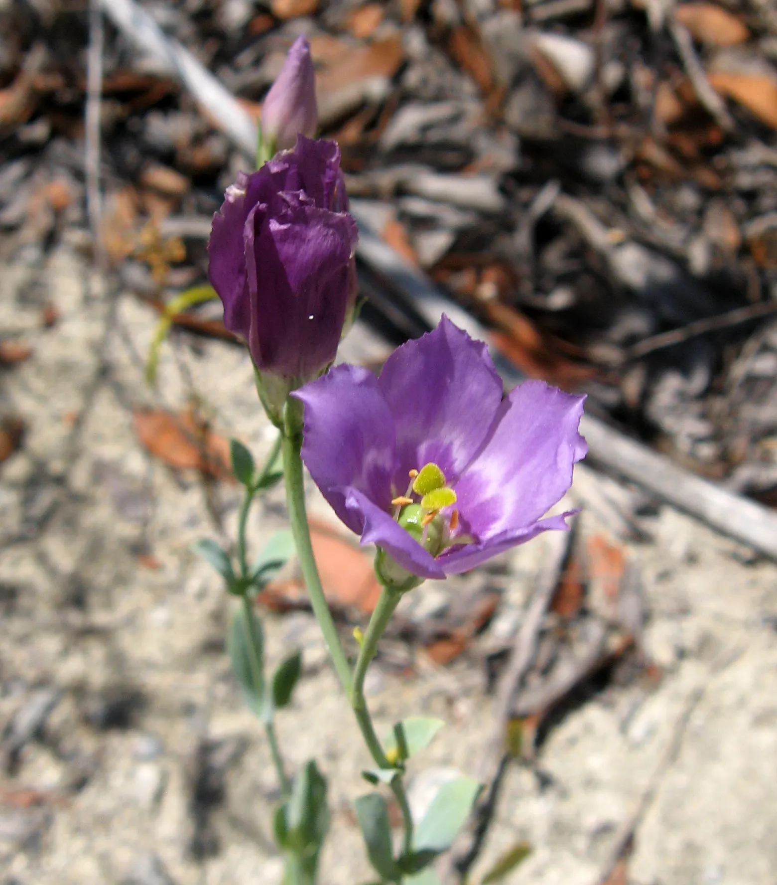 Lisianthus (Eustoma Grandiflorum) — It's a drought-tolerant, low-maintenance choice, ideal for cut flowers with their notable vase life