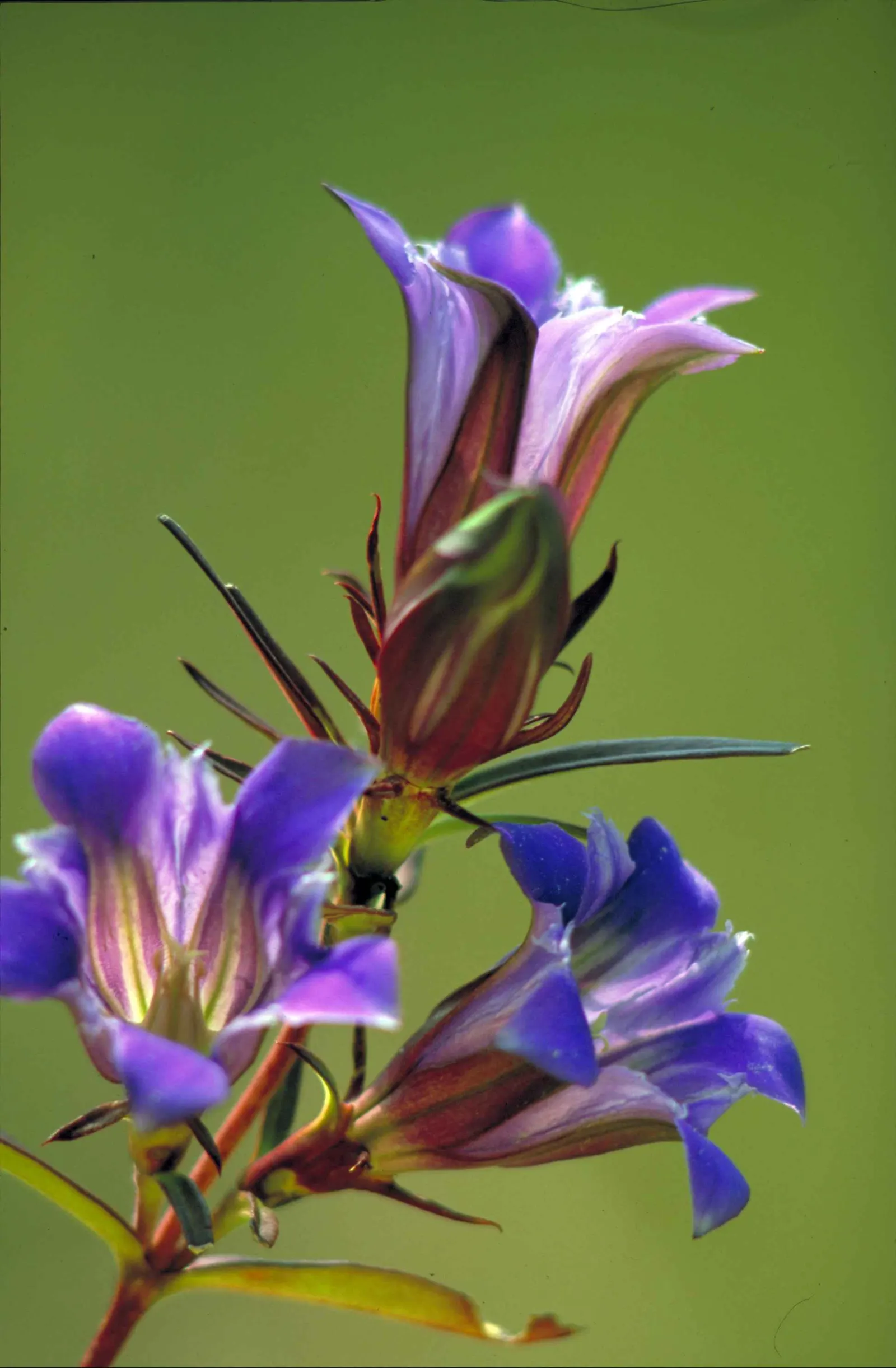 Lisianthus (Eustoma Grandiflorum) — It's a drought-tolerant, low-maintenance choice, ideal for cut flowers with their notable vase life; the plant flourishes