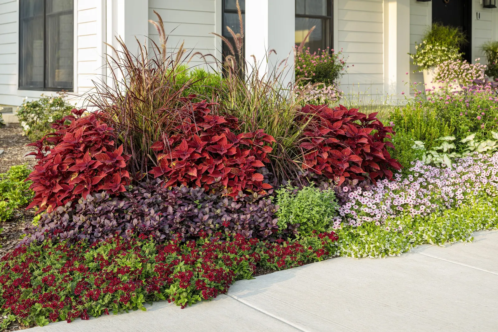 Pink Star Petunia — it excels near the front edge