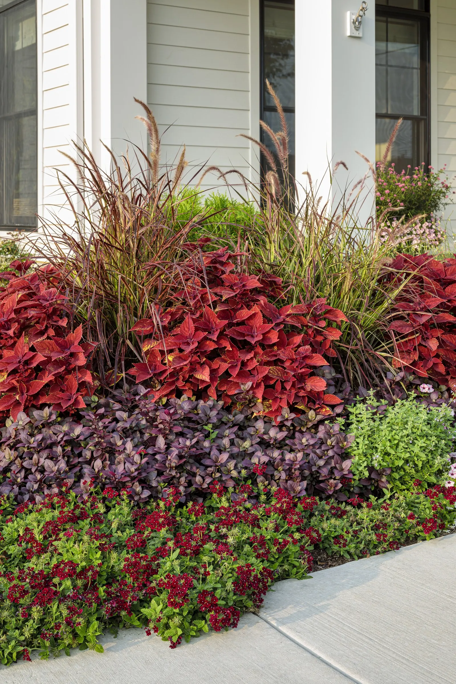 Romance Verbena — self-cleaning performance; deadheading is not necessary