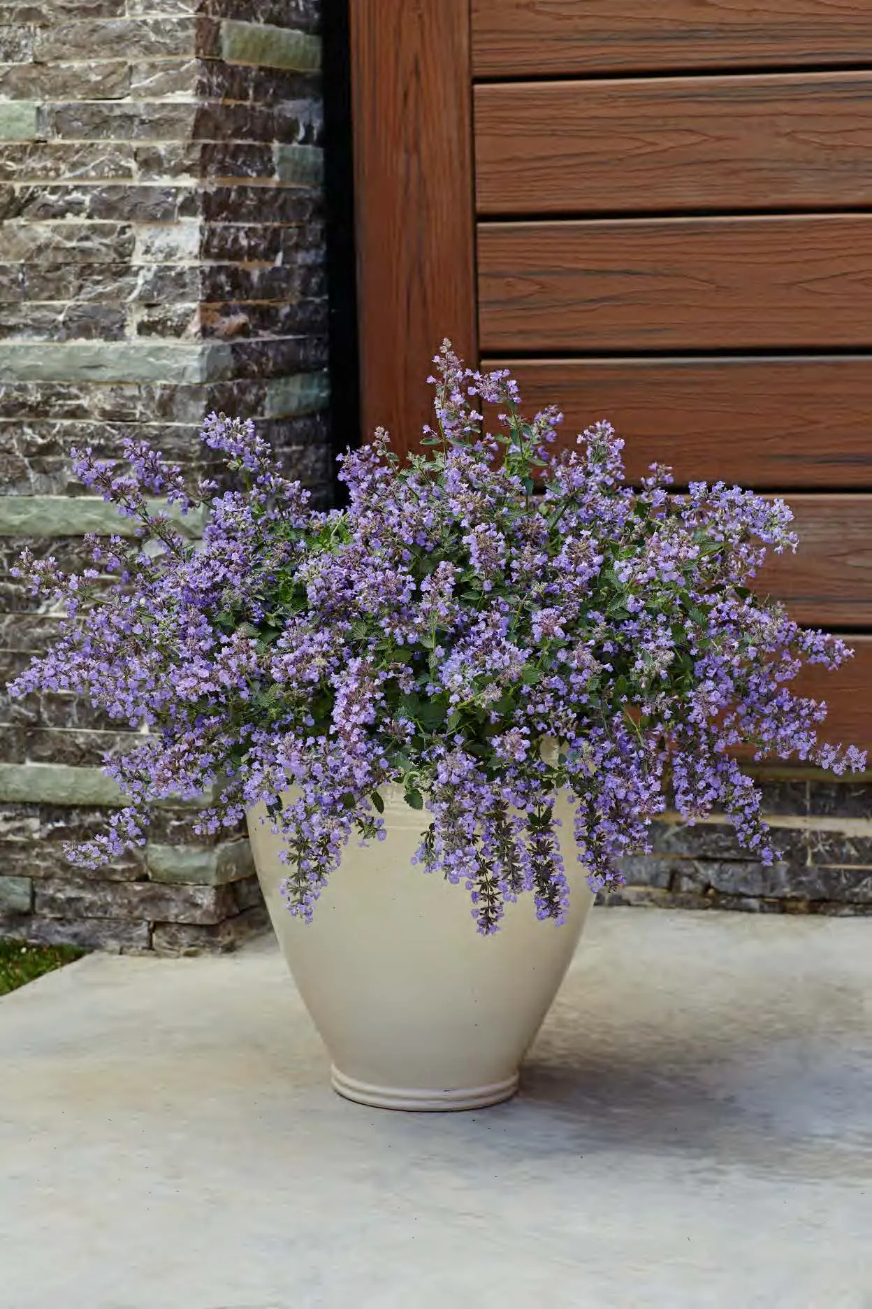 'Cat's Meow' Catmint (Nepeta faassenii) — Hardy in USDA Zones 3 through 8