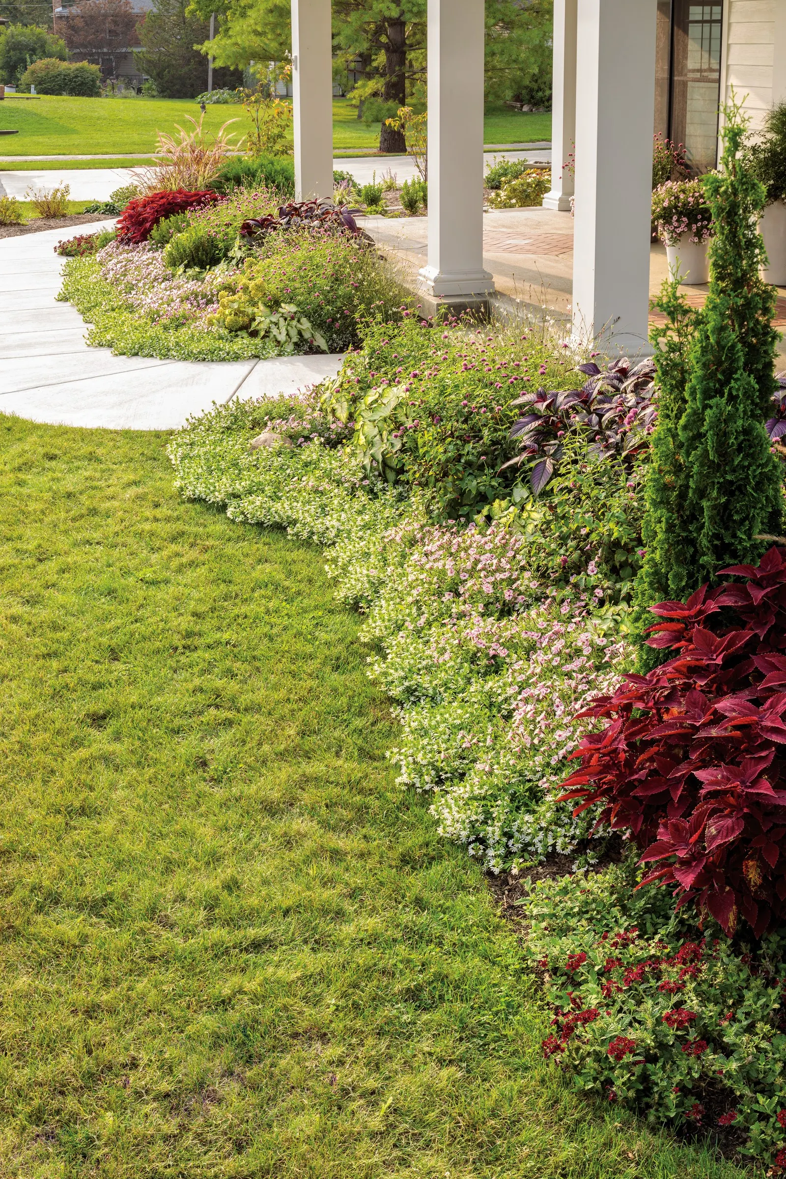 Romance Verbena — spreading cushion that can soften edges or spill gracefully from containers