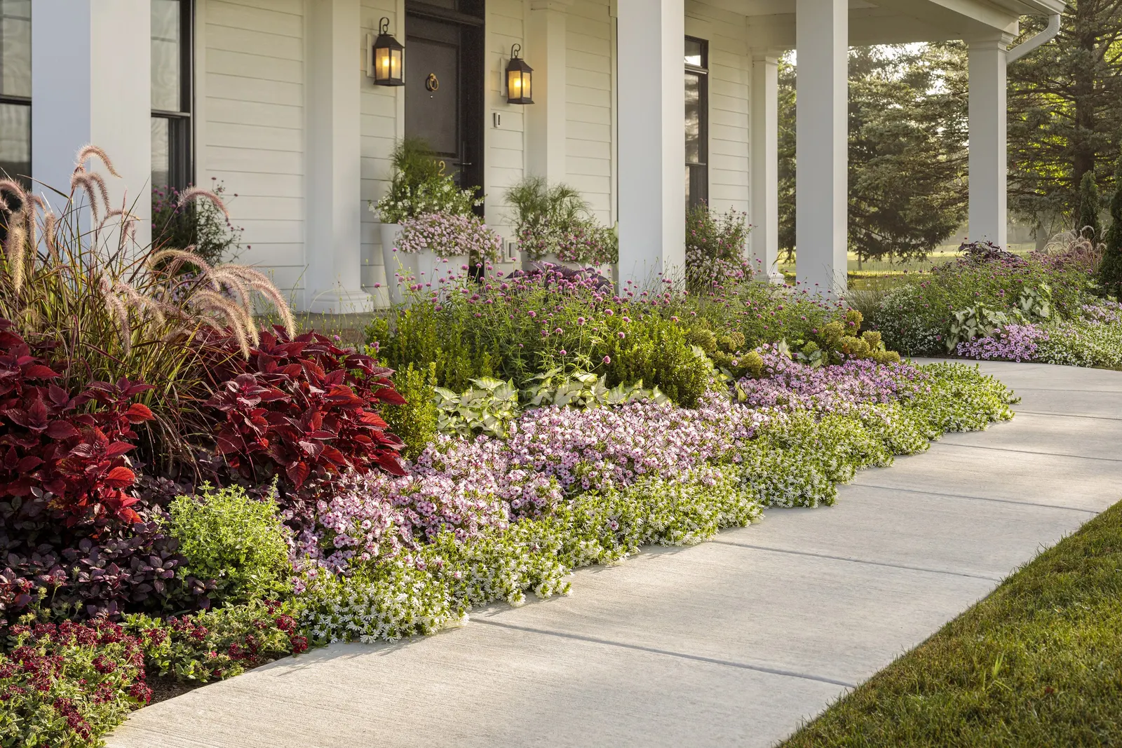 Pink Star Petunia — though containers will need more consistent moisture than in-ground plantings
