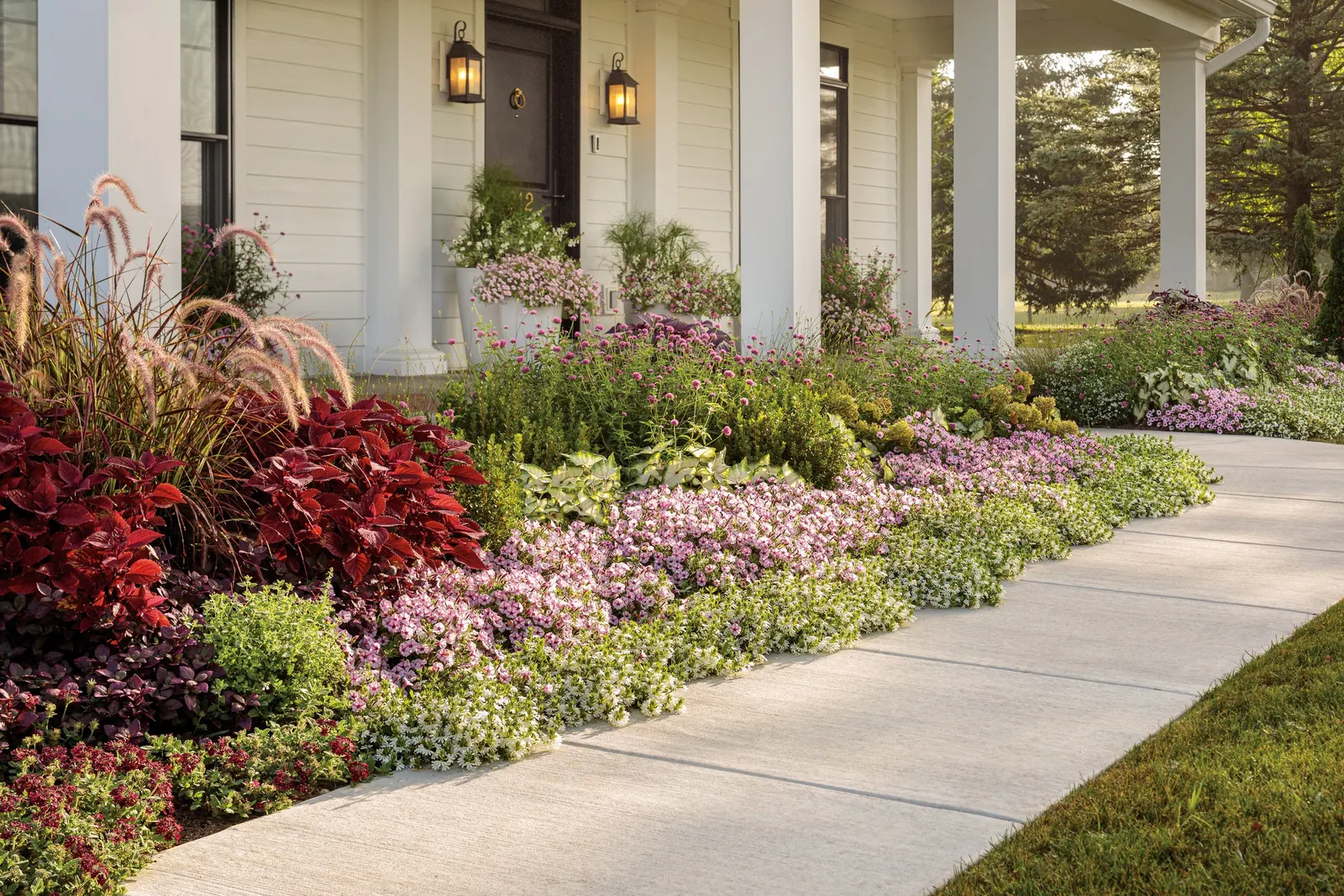 Pink Star Petunia — typically reaching 6 to 12 inches tall and spreading 18 to 24 inches wide