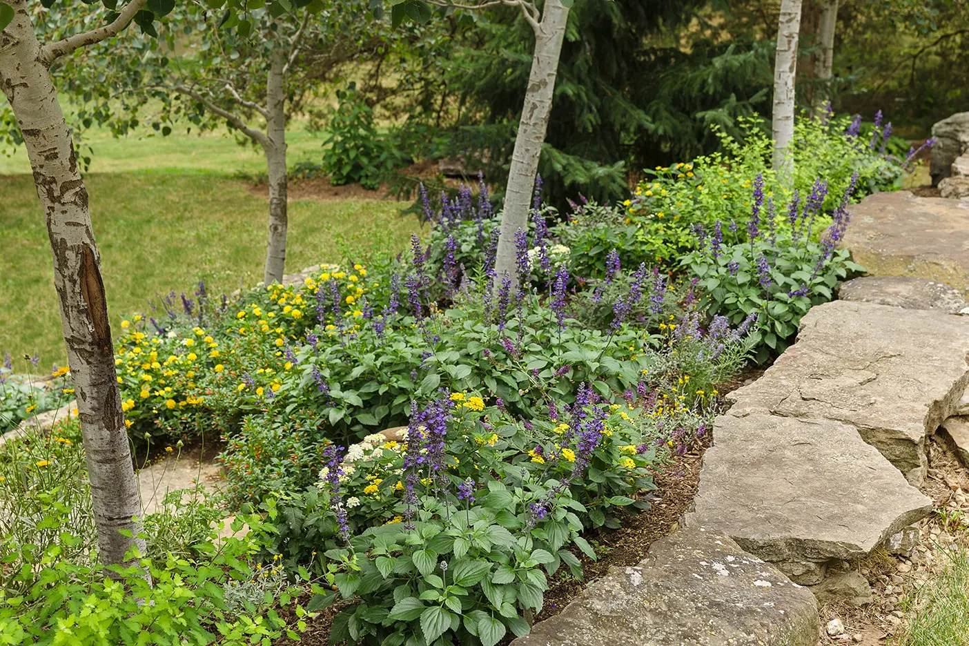 'Cat's Meow' Catmint (Nepeta faassenii) — admired for its unusually dense bloom and polished; with plants filling in quickly and continuing to bloom in a neat