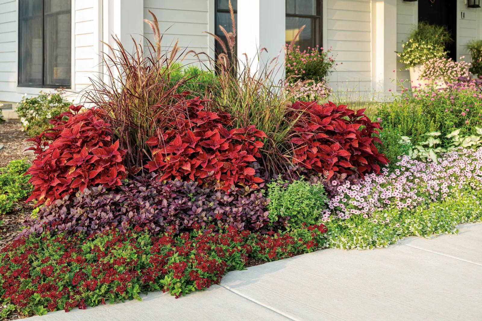 Romance Verbena — The Superbena line is valued for heat tolerance and improved mildew resistance