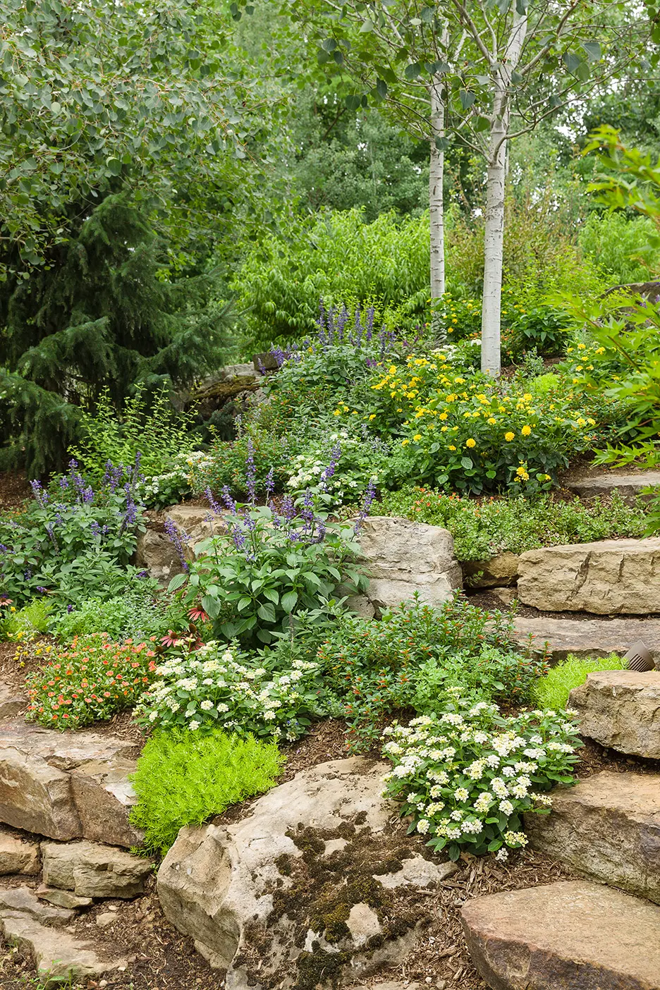 'Cat's Meow' Catmint (Nepeta faassenii) — spilling gently around upright accents and maintaining color from summer into fall