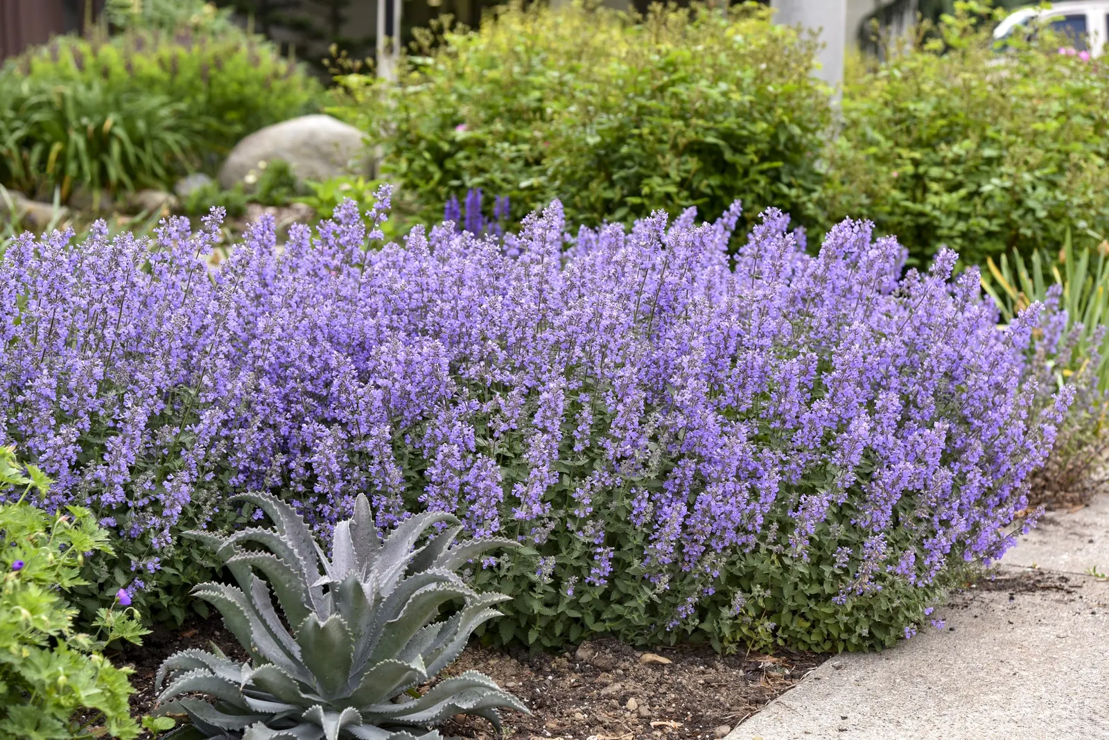 'Cat's Meow' Catmint (Nepeta faassenii) — Clouds of blue-purple flowers rise above fresh green foliage; its aromatic blooms attract bees, butterflies, and