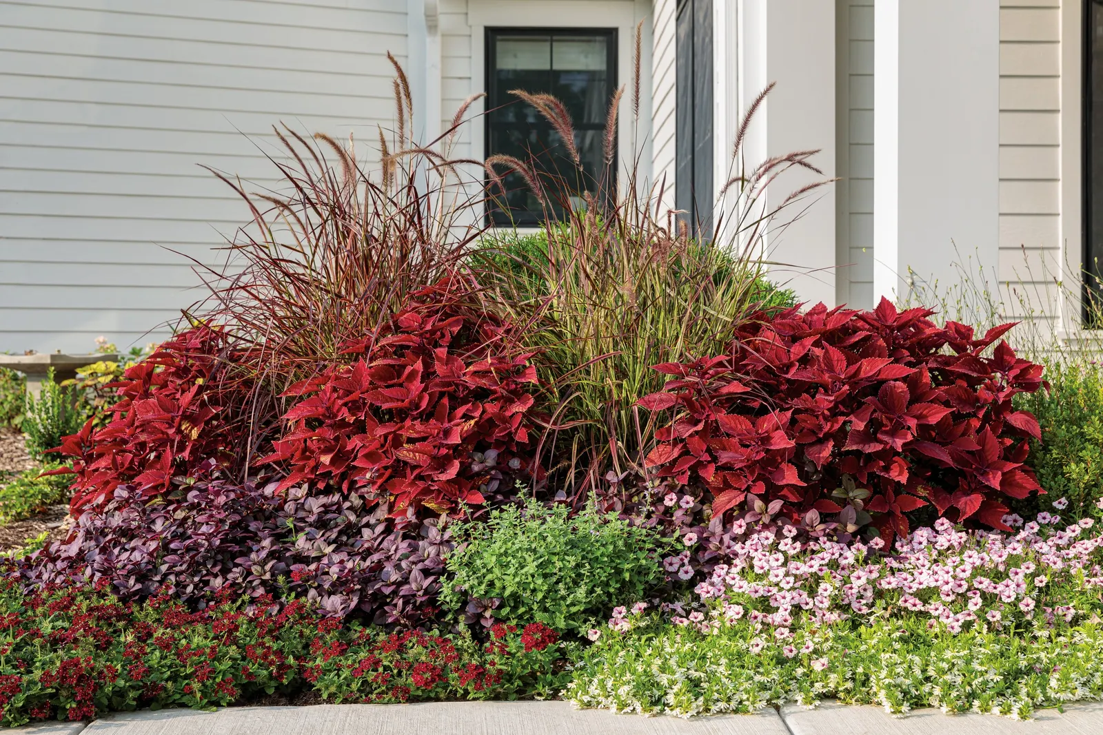 Romance Verbena — Romance Verbena typically reaches 6 to 12 inches tall and spreads 18 to 24 inches wide