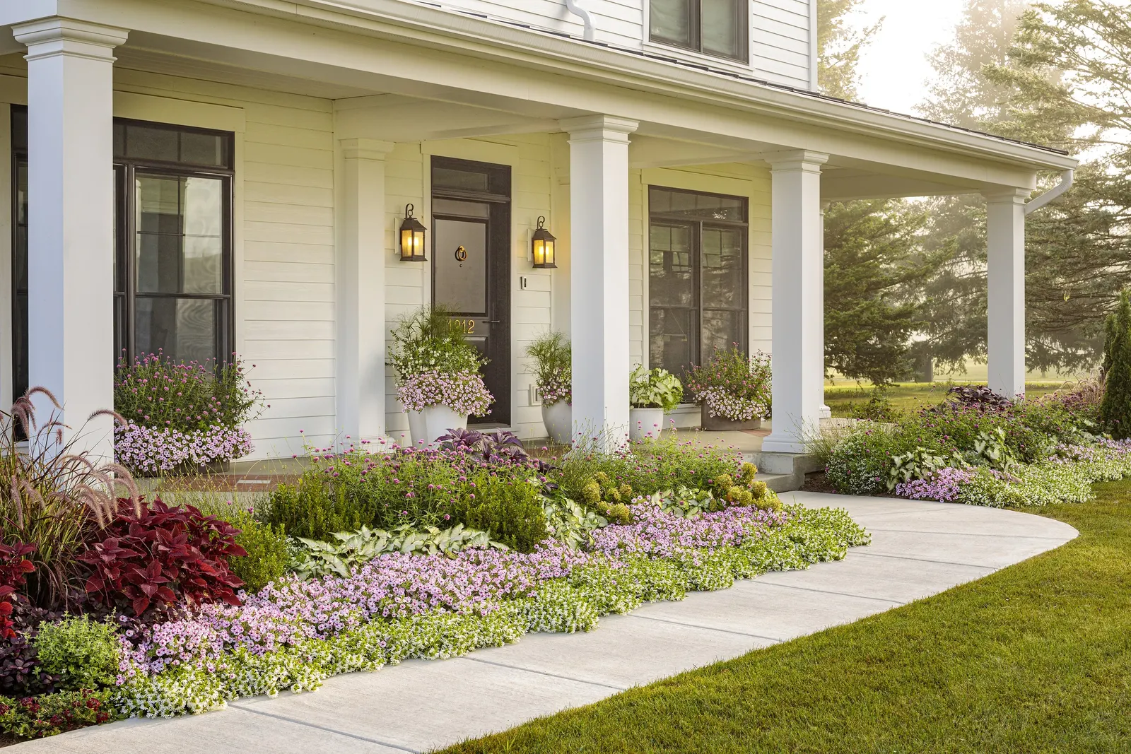 Pink Star Petunia — or in mass plantings where the starry flowers create a glowing carpet