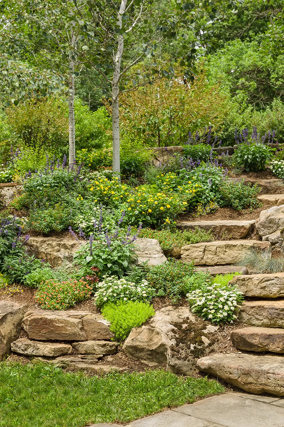 'Cat's Meow' Catmint (Nepeta faassenii) — is a refined perennial from the Proven Winners® collection; 'Cat's Meow' holds itself with notable strength