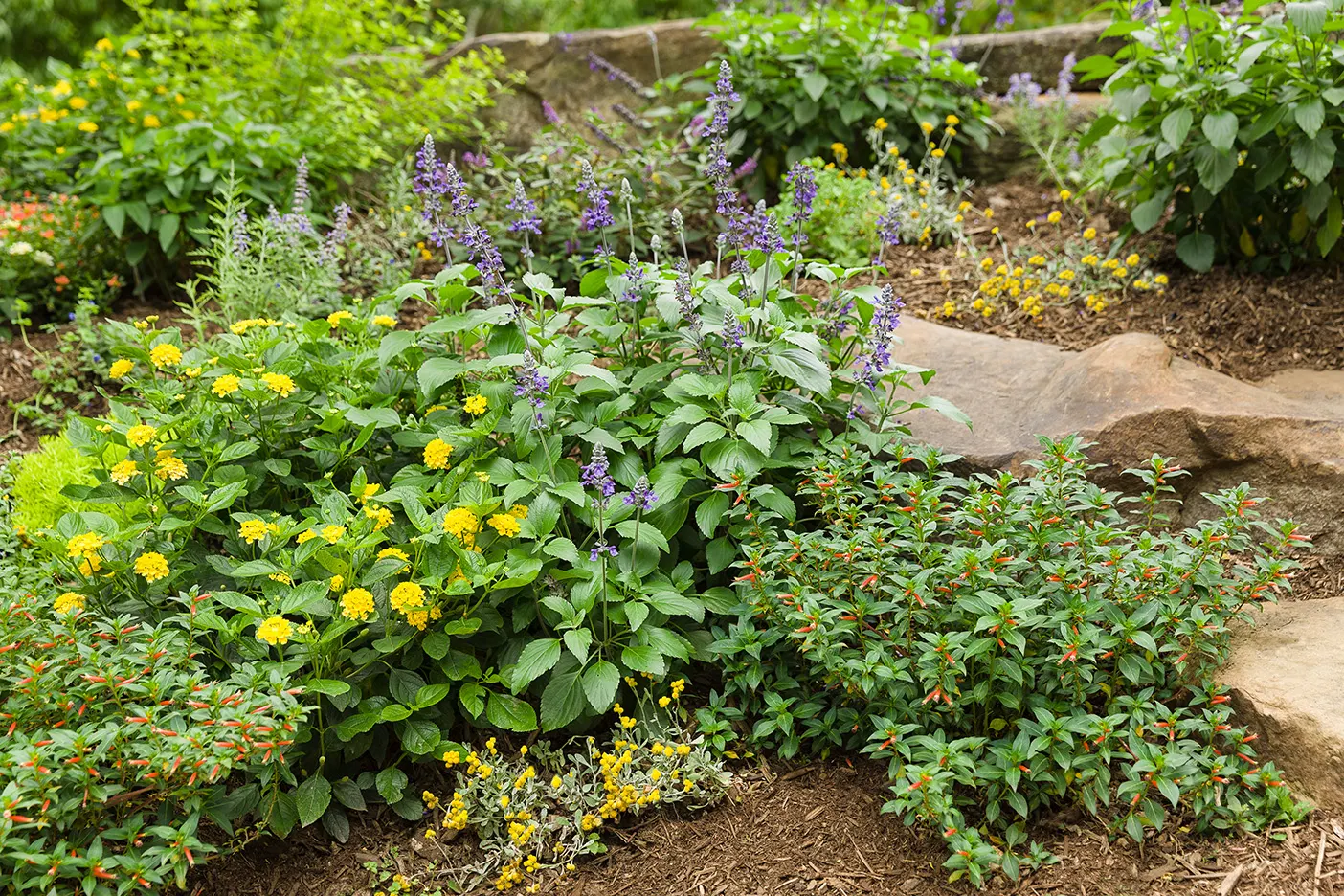 'Blue Chip Jr.' Butterfly bush (Buddleia x) — Proven Winners - Lo & Behold® 'Blue Chip Jr.' - Butterfly bush - Buddleia x blue purple indigo plant details