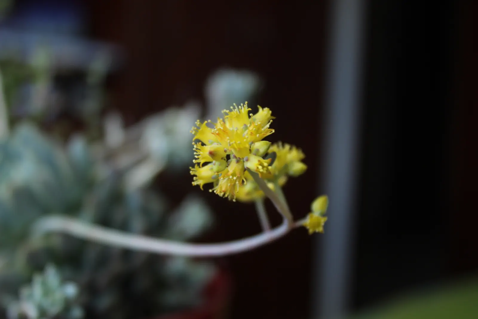 Prolific Echeveria (Echeveria Prolifica) — Notable for its quick offsets, it produces yellowish flowers in spring or early summer