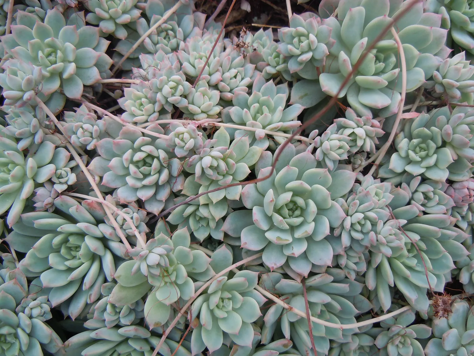 Prolific Echeveria (Echeveria Prolifica) — Ideal for rockeries or containers, it thrives in USDA zones 9-11, reaching up to 6 inches in diameter