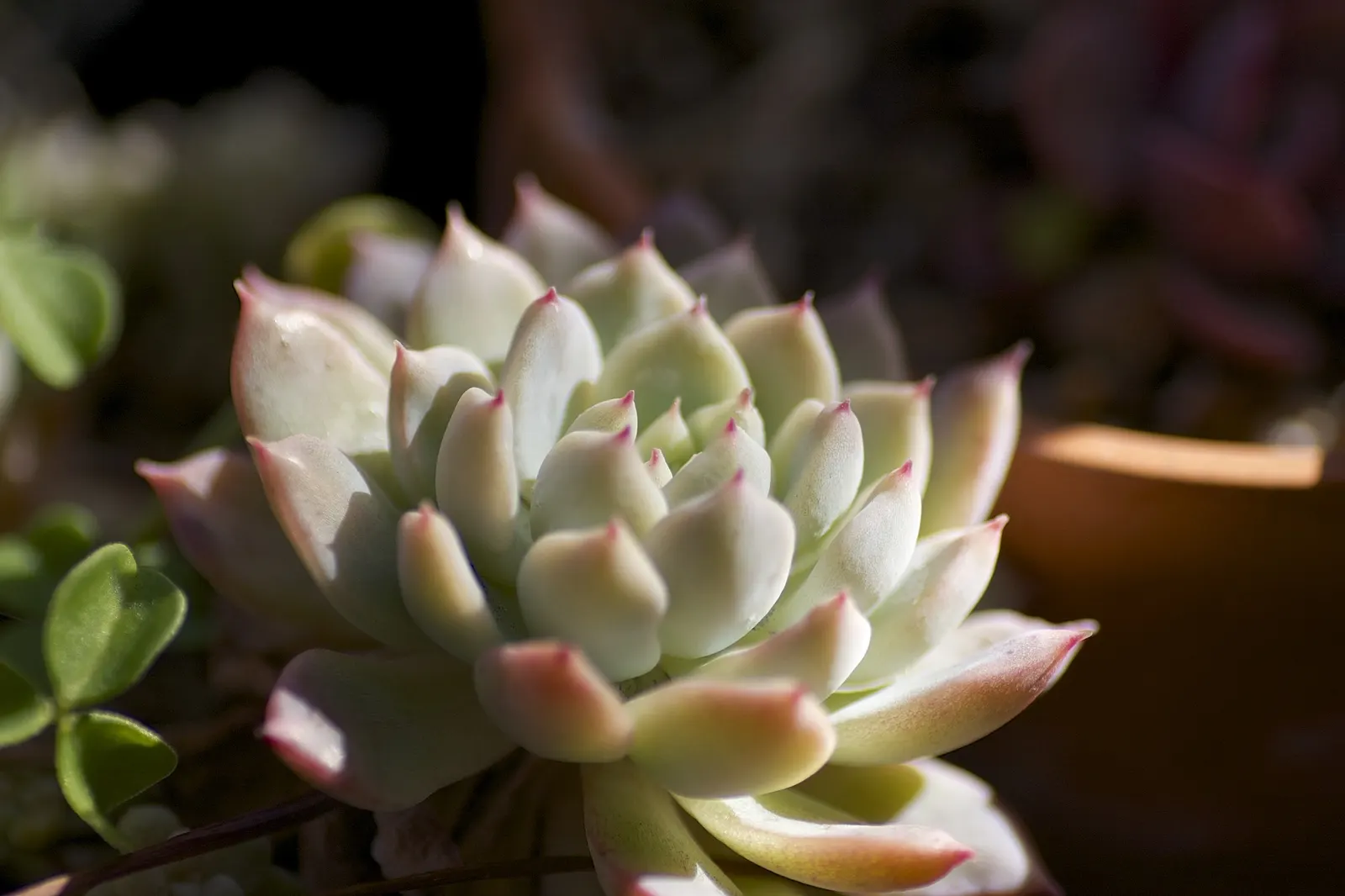 Prolific Echeveria (Echeveria Prolifica) — Prefers full sun to partial shade and well-draining soil; water sparingly