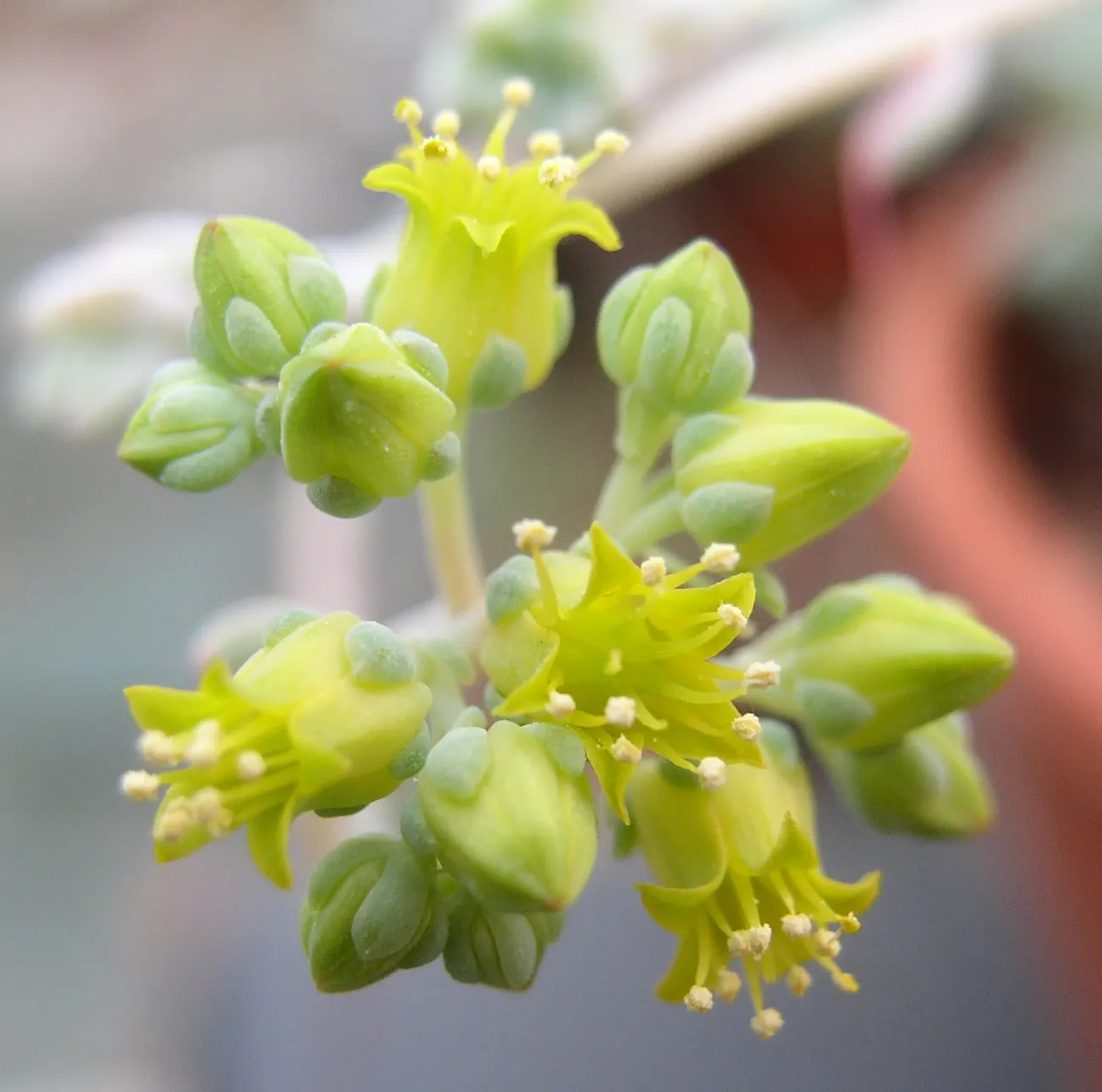 Prolific Echeveria (Echeveria Prolifica) — boasts a rosette with fleshy