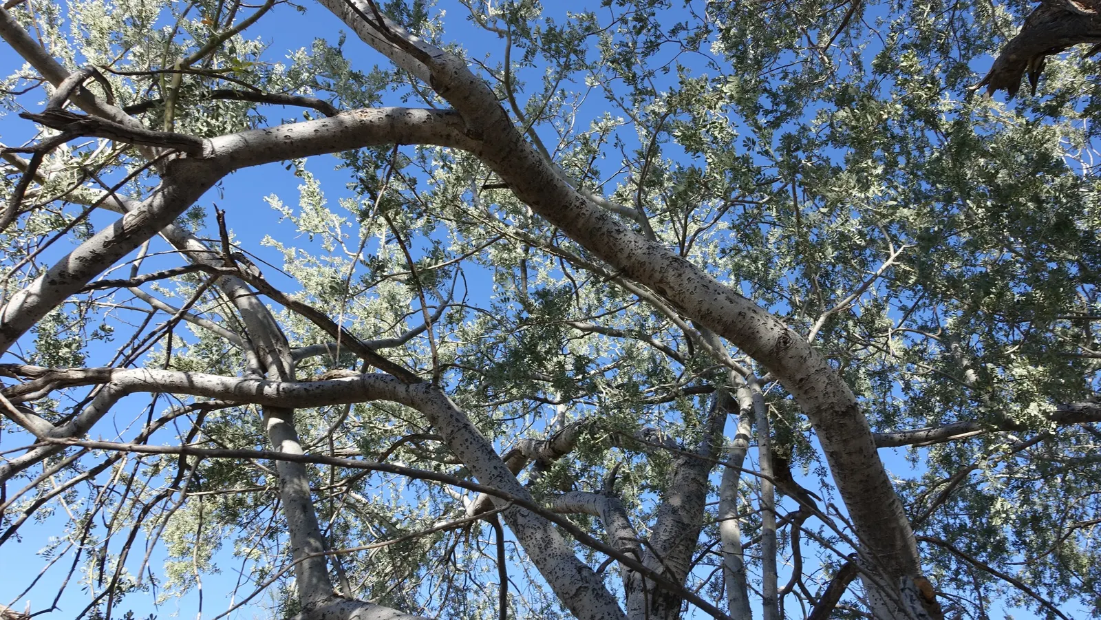 Desert Ironwood (Olneya Tesota) — This species is also frost-resistant down to around 20°F