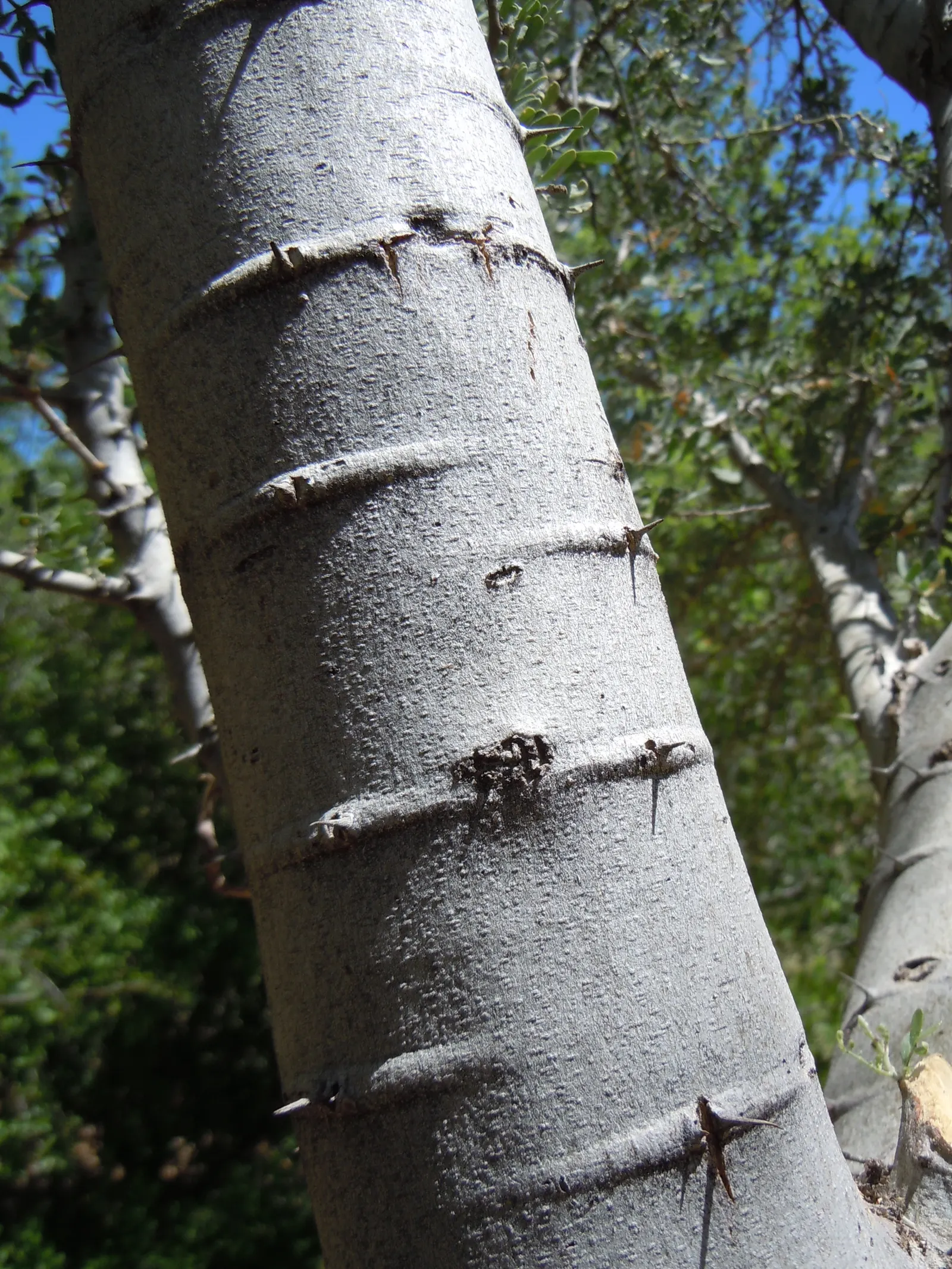 Desert Ironwood (Olneya Tesota) — the ironwood demands full sun and well-drained soil; is a resilient and hardy tree native to the Sonoran Desert