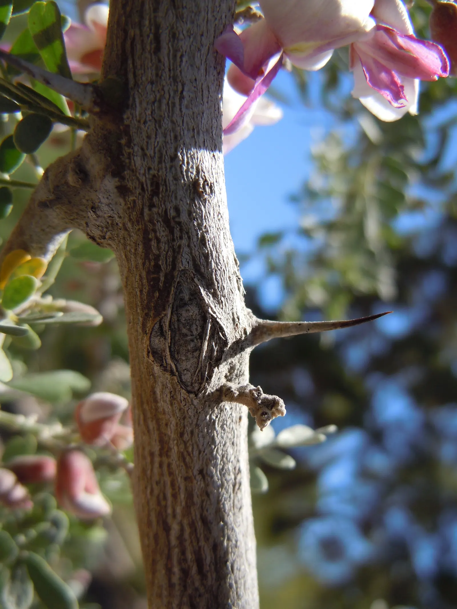 Desert Ironwood (Olneya Tesota) — Adapted to USDA zones 9-11; this hardy perennial can reach heights up to 25 feet and spans roughly 15 feet wide
