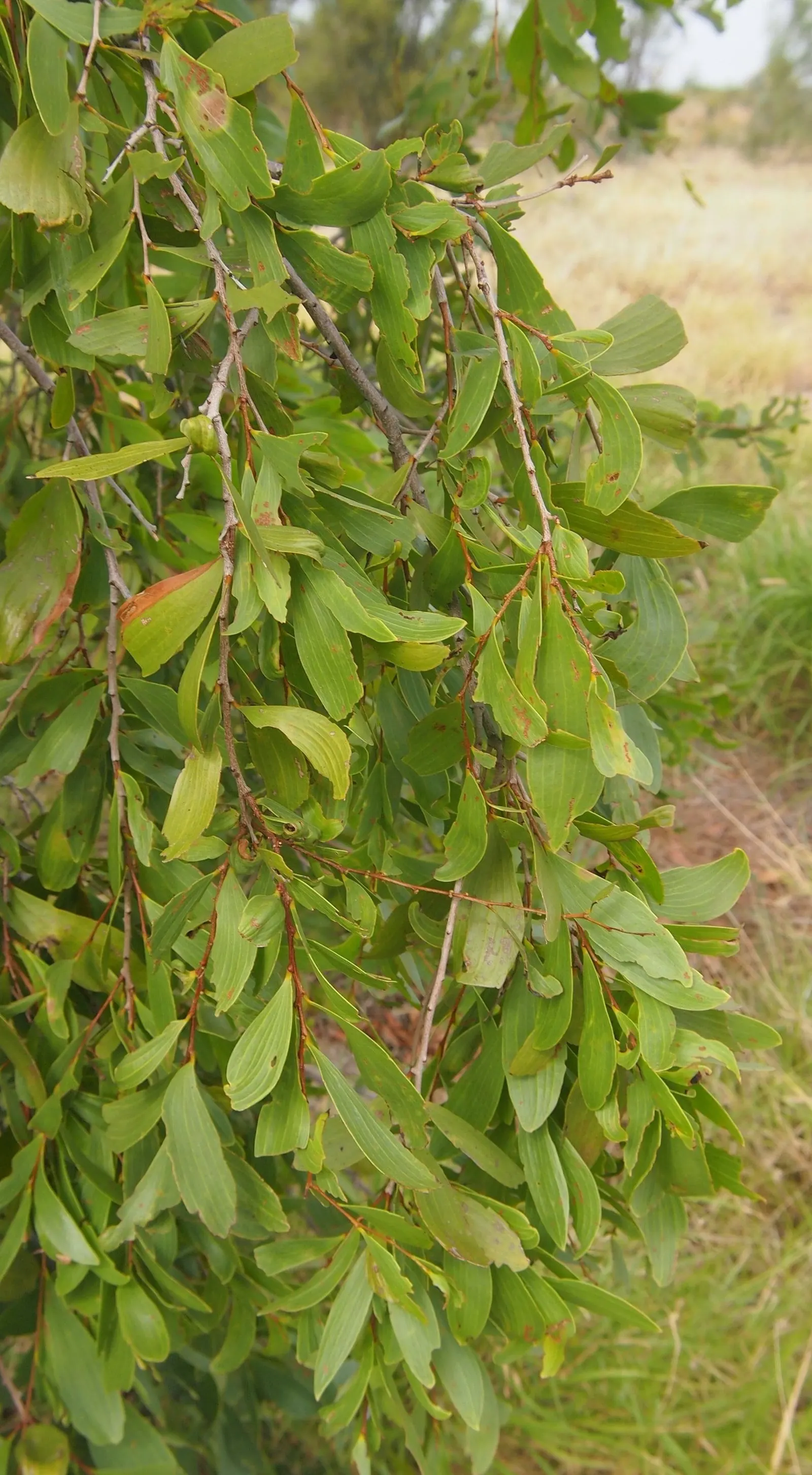 Desert Ironwood (Olneya Tesota) — it serves as a habitat for wildlife and fixes nitrogen in the soil