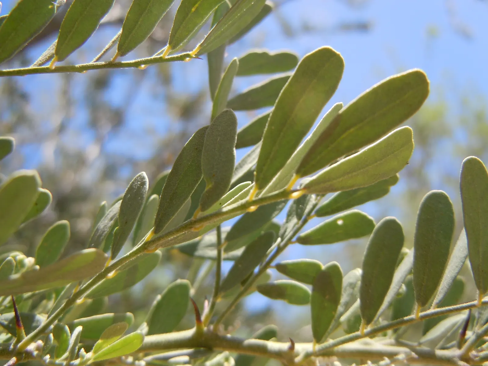 Desert Ironwood (Olneya Tesota) — This hardy perennial can reach heights up to 25 feet and spans roughly 15 feet wide; evergreen tree can reach impressive