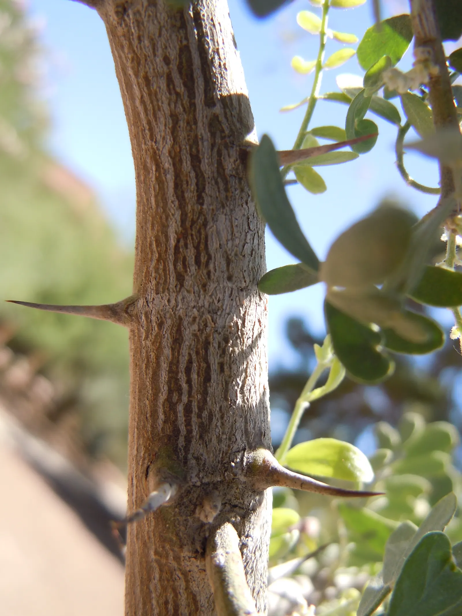 Desert Ironwood (Olneya Tesota) — is a resilient and hardy tree native to the Sonoran Desert; tree for full