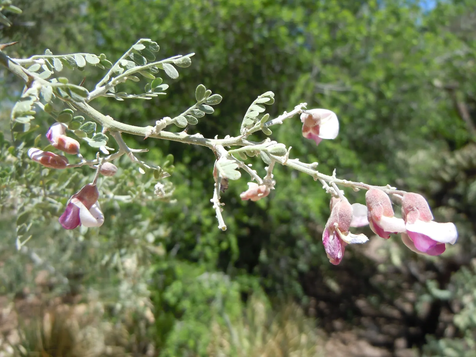 Desert Ironwood (Olneya Tesota) — dark grey bark and lavender blooms; its wood is among the densest in the world