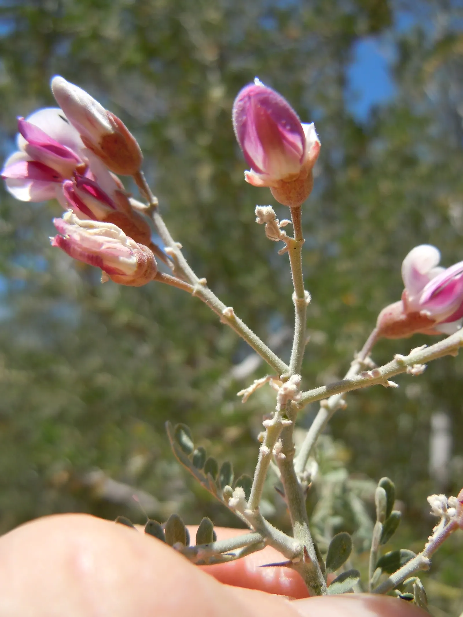 Desert Ironwood (Olneya Tesota) — lavender flowers in the garden