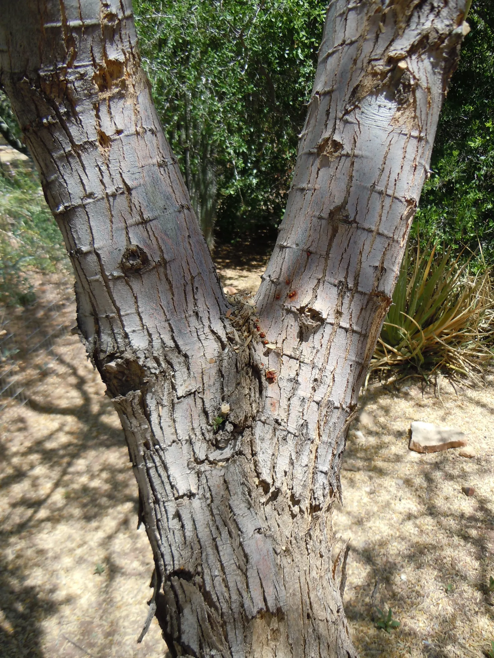 Desert Ironwood (Olneya Tesota) — providing not only ecological benefits but also a strong architectural statement in landscape design