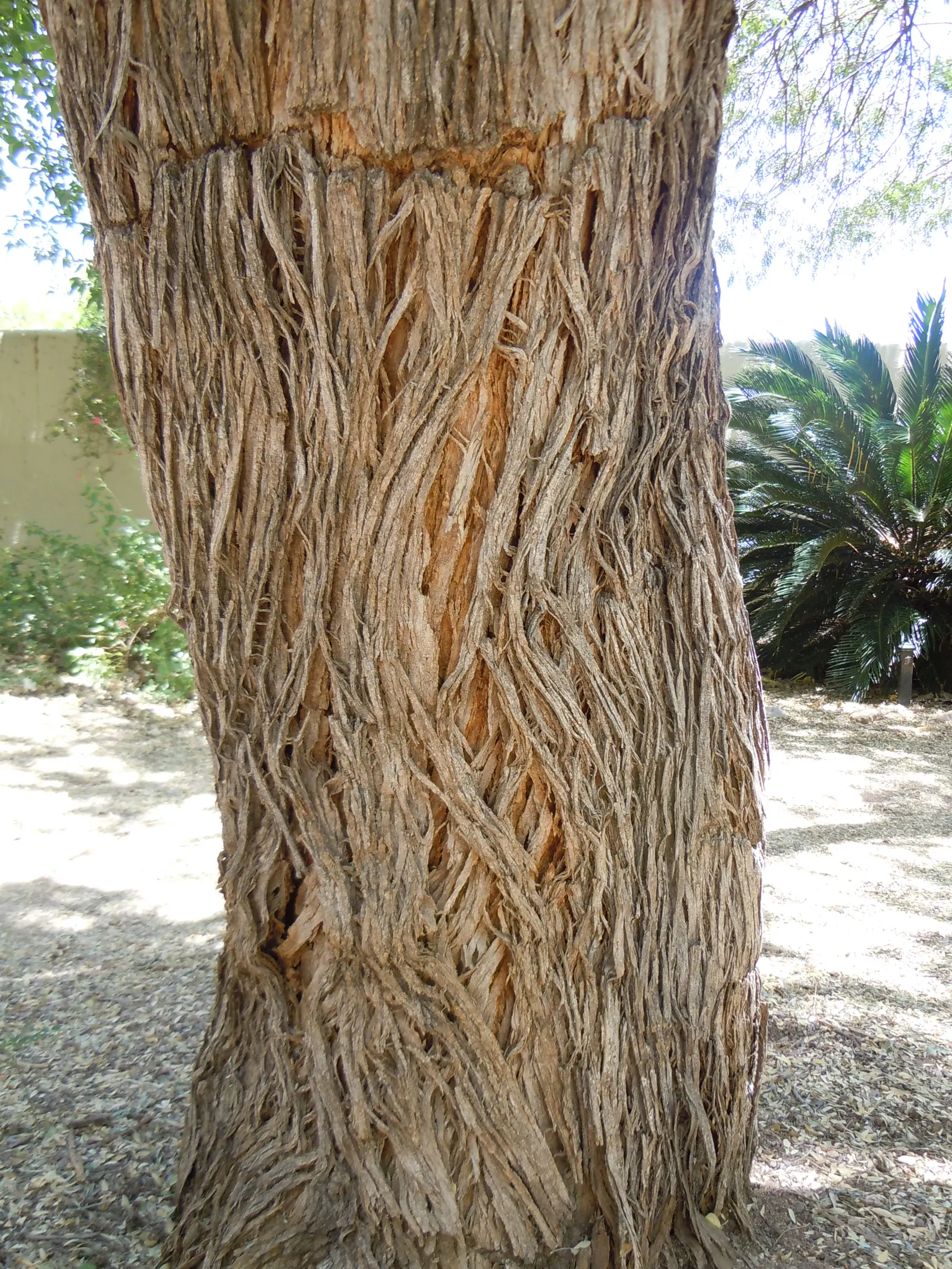 Desert Ironwood (Olneya Tesota) — evergreen tree can reach impressive heights of up to 30 feet with a canopy spread roughly 25 to 35 feet