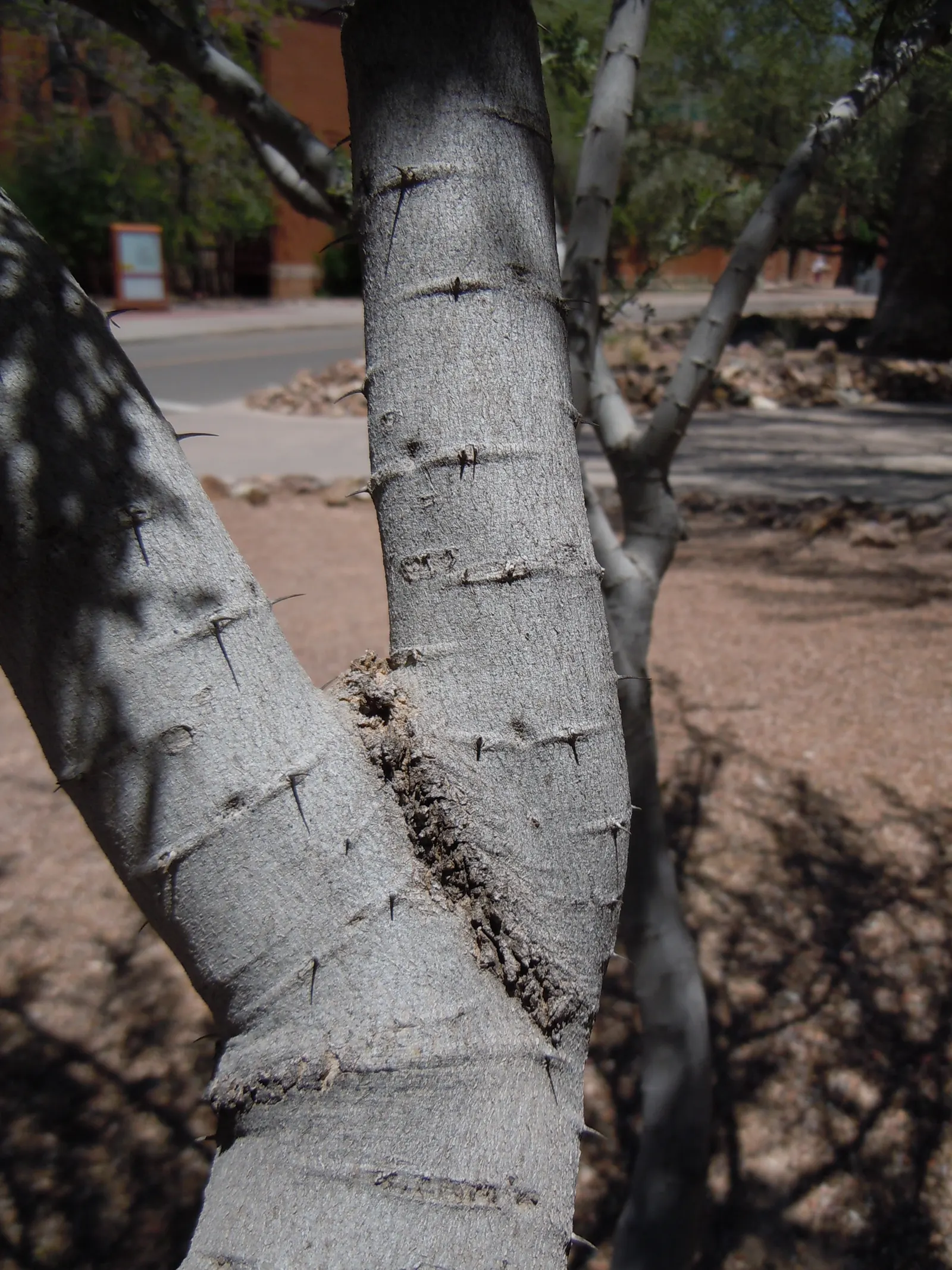 Desert Ironwood (Olneya Tesota) — requiring minimal water once established; adding a splash of color and attracting a variety of pollinators including bees and