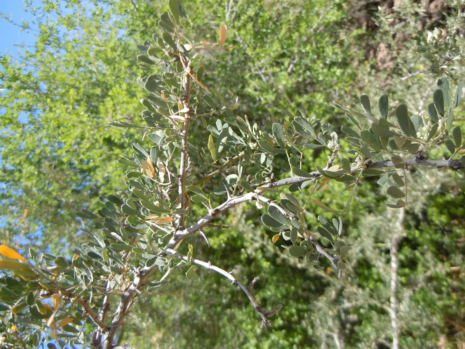 Desert Ironwood (Olneya Tesota) — scientifically known as Olneya tesota; it thrives in full sun exposure and can tolerate poor soil conditions