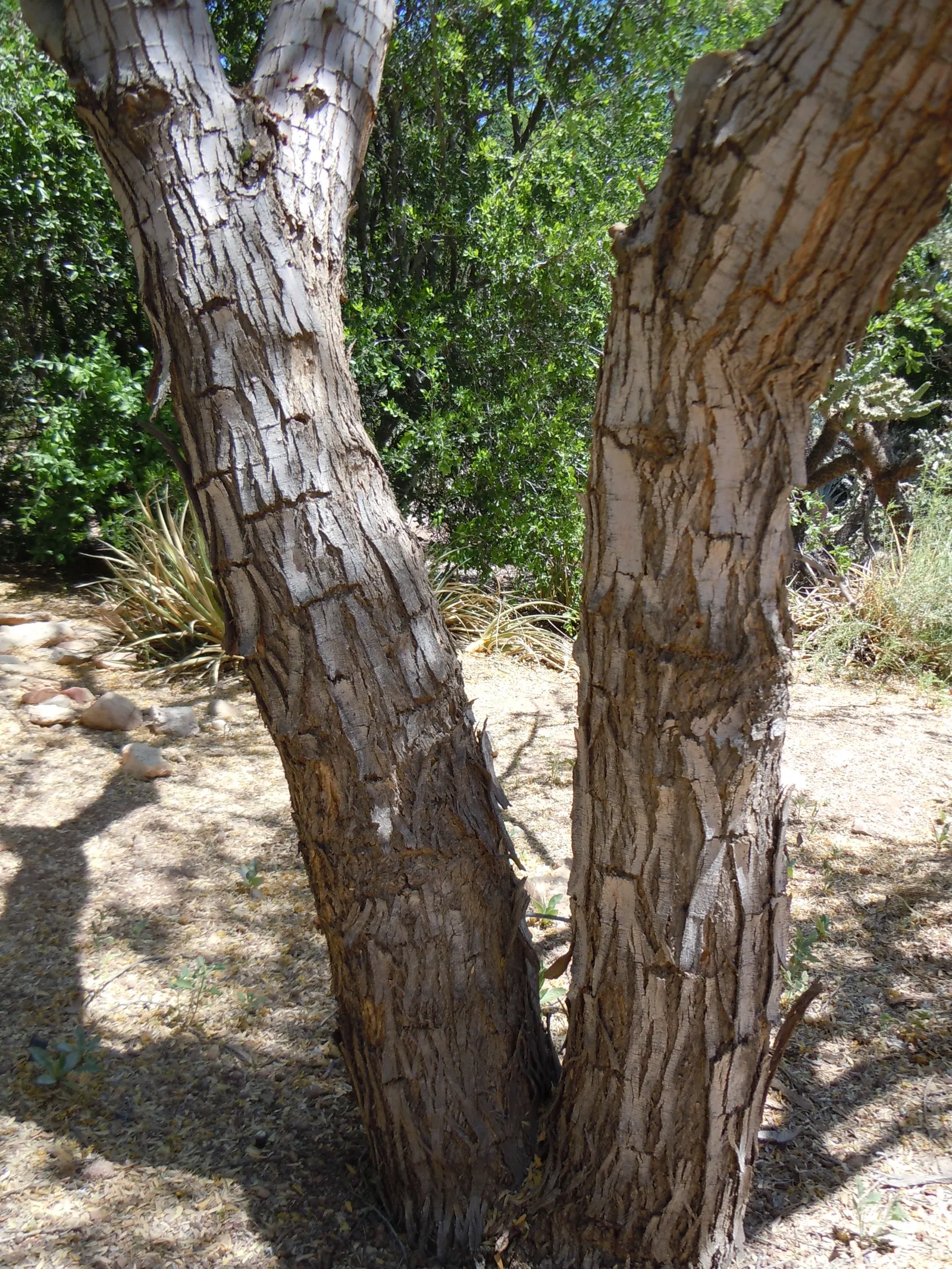 Desert Ironwood (Olneya Tesota) — This hardy perennial can reach heights up to 25 feet and spans roughly 15 feet wide