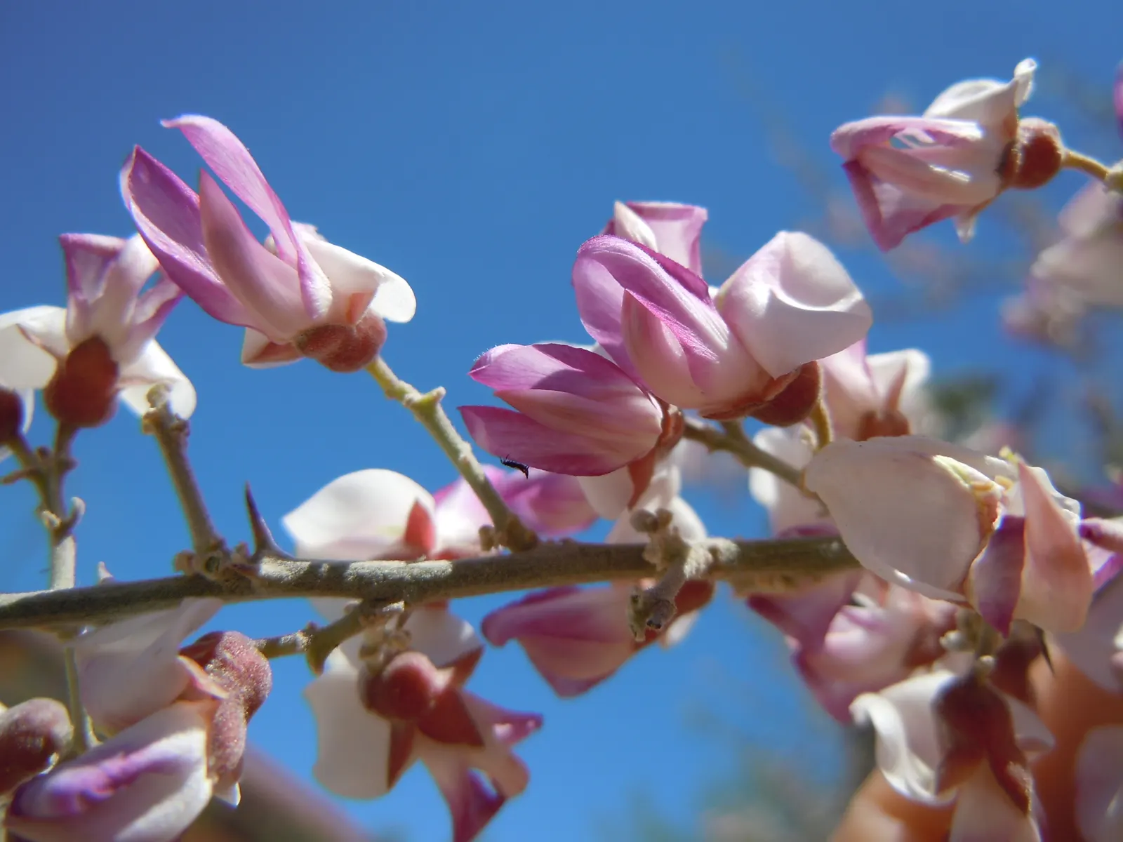 Desert Ironwood (Olneya Tesota) — Due to its deep root system, ensure proper spacing from hardscapes to prevent disruption