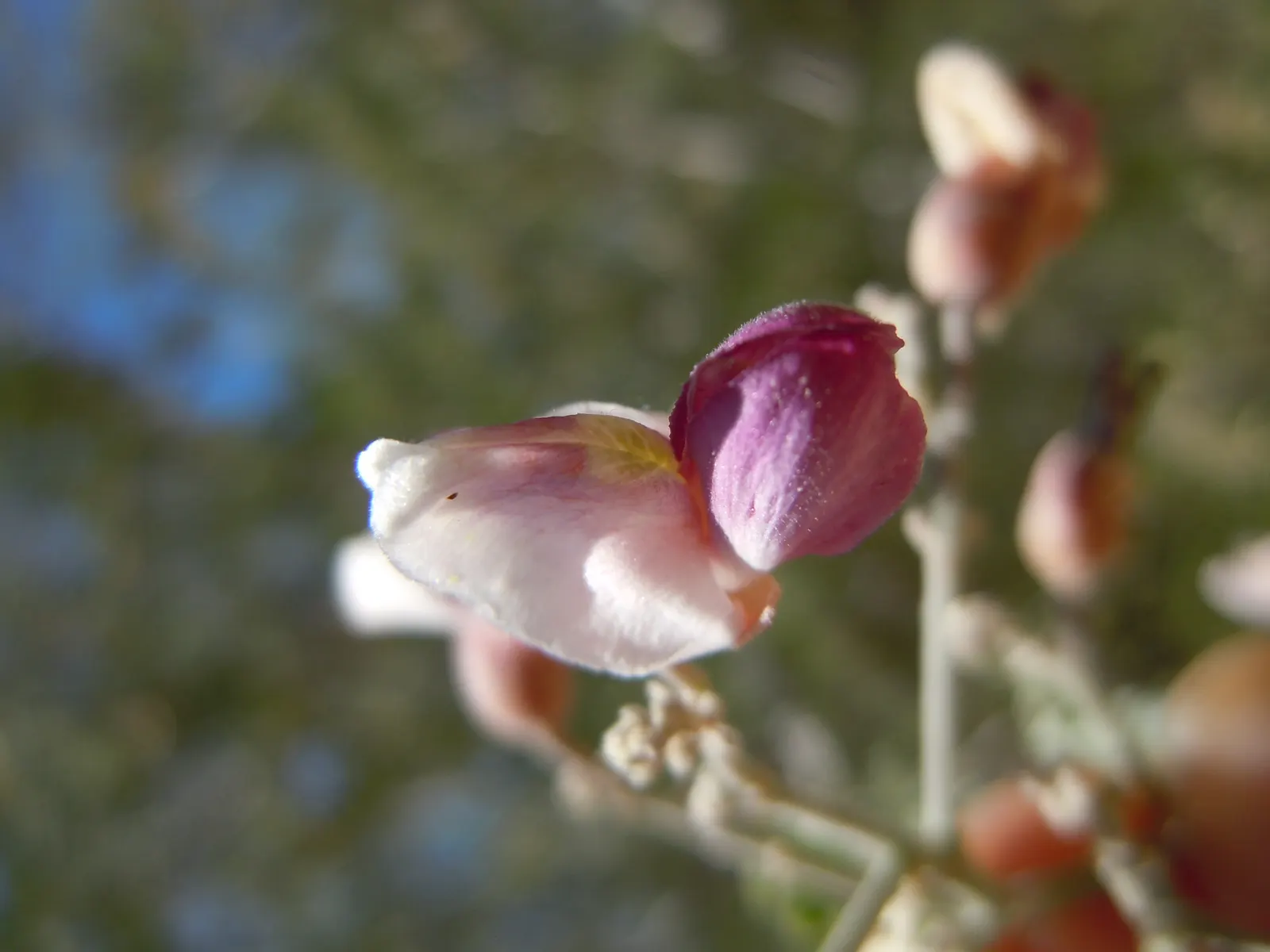 Desert Ironwood (Olneya Tesota) — which should be considered in cooler desert regions