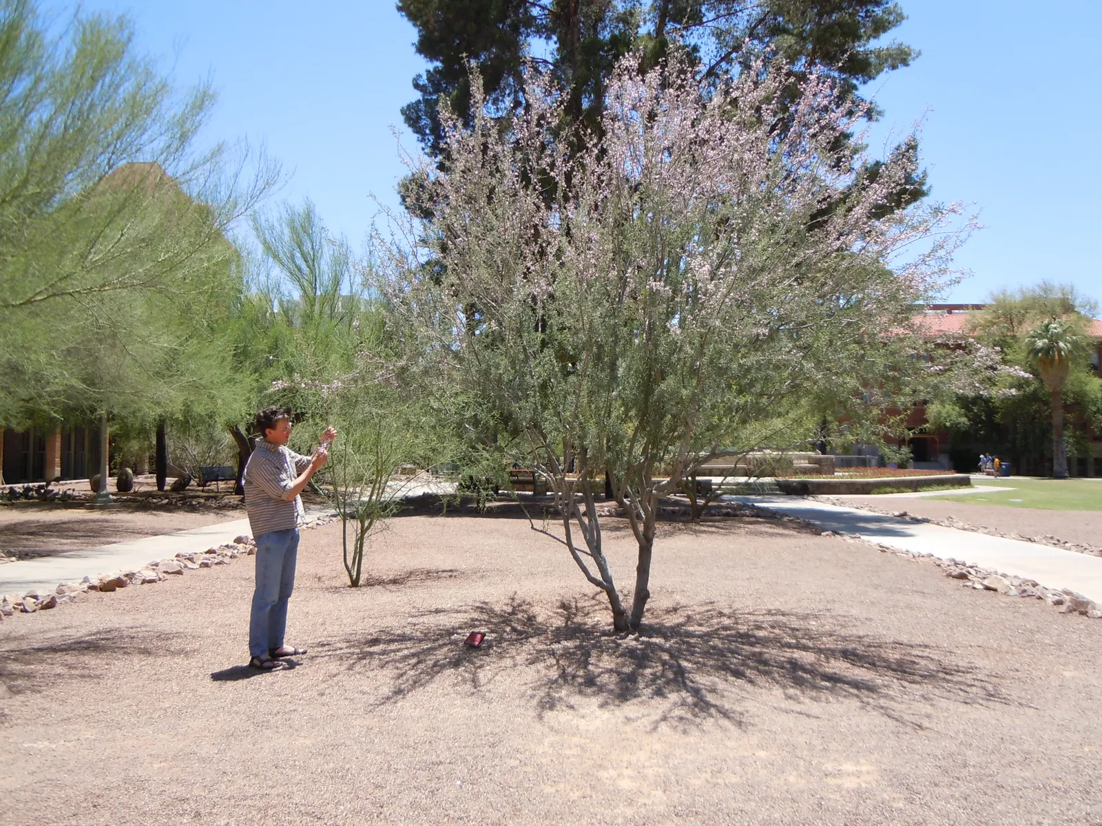 Desert Ironwood (Olneya Tesota) — it serves as a habitat for wildlife and fixes nitrogen in the soil; due to its deep root system, ensure proper spacing from