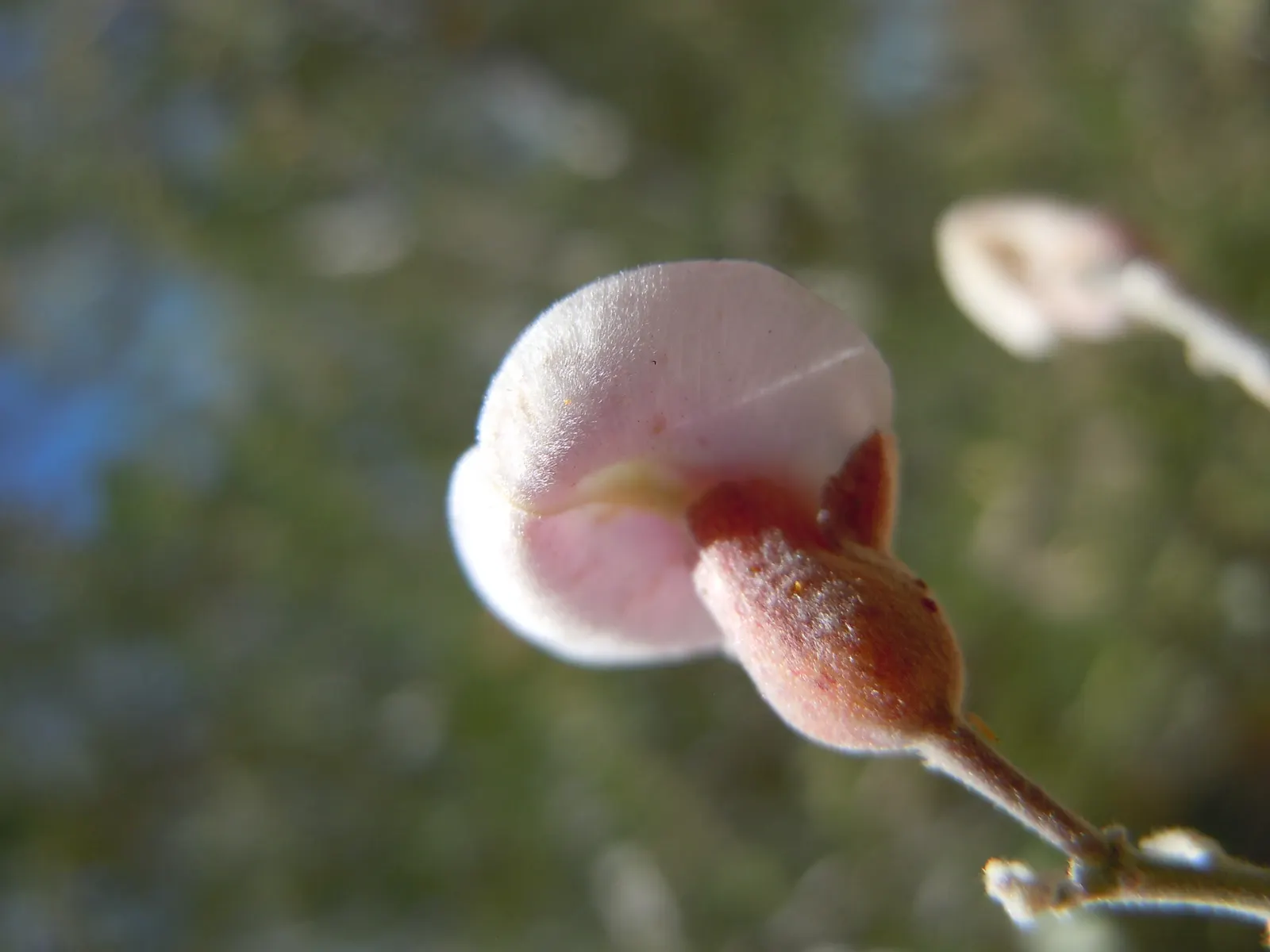 Desert Ironwood (Olneya Tesota) — The Desert Ironwood (Olneya tesota), native to the Sonoran Desert, thrives in arid conditions; it serves as a habitat for