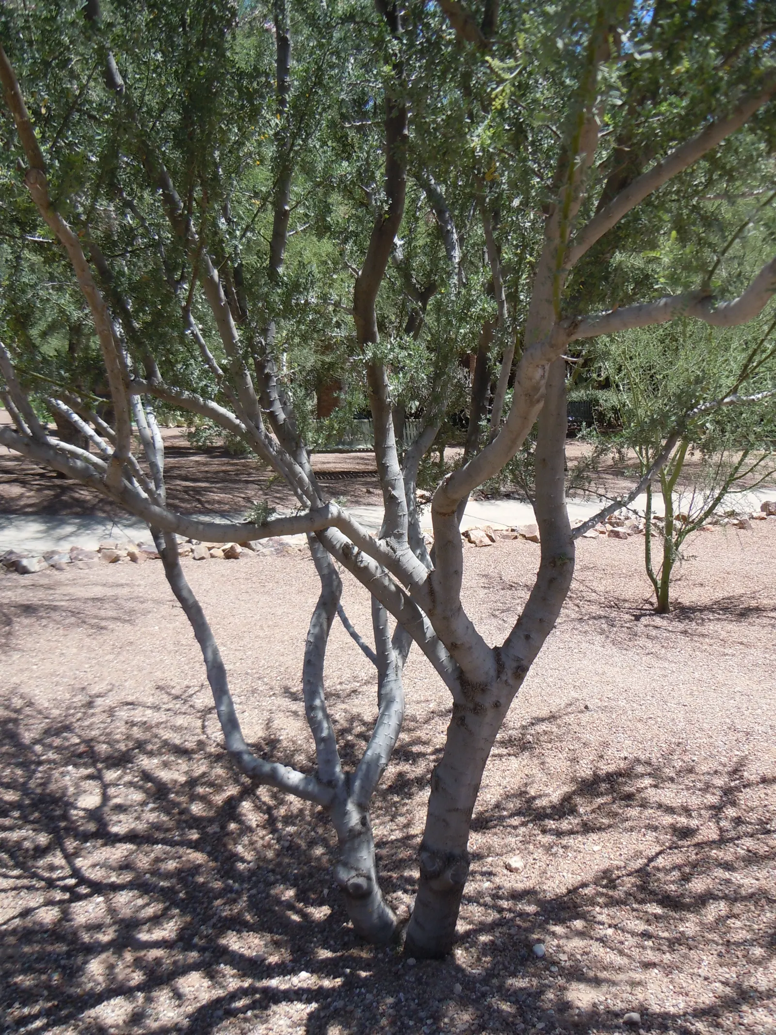 Desert Ironwood (Olneya Tesota) — The Desert Ironwood (Olneya tesota), native to the Sonoran Desert, thrives in arid conditions