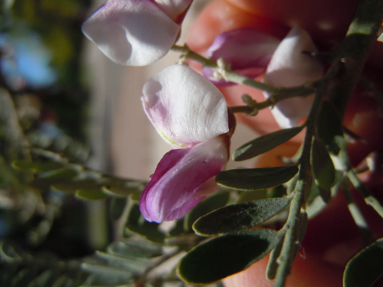 Desert Ironwood (Olneya Tesota) — tree for full