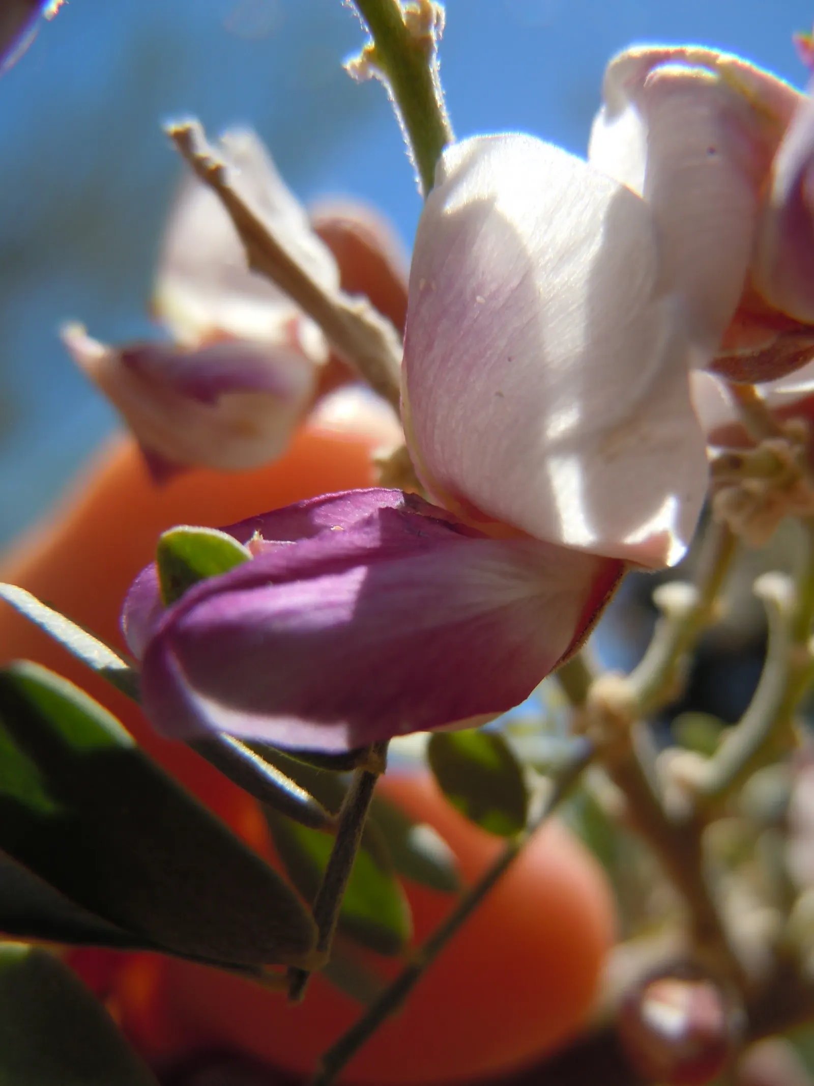 Desert Ironwood (Olneya Tesota) — tree with lavender blooms