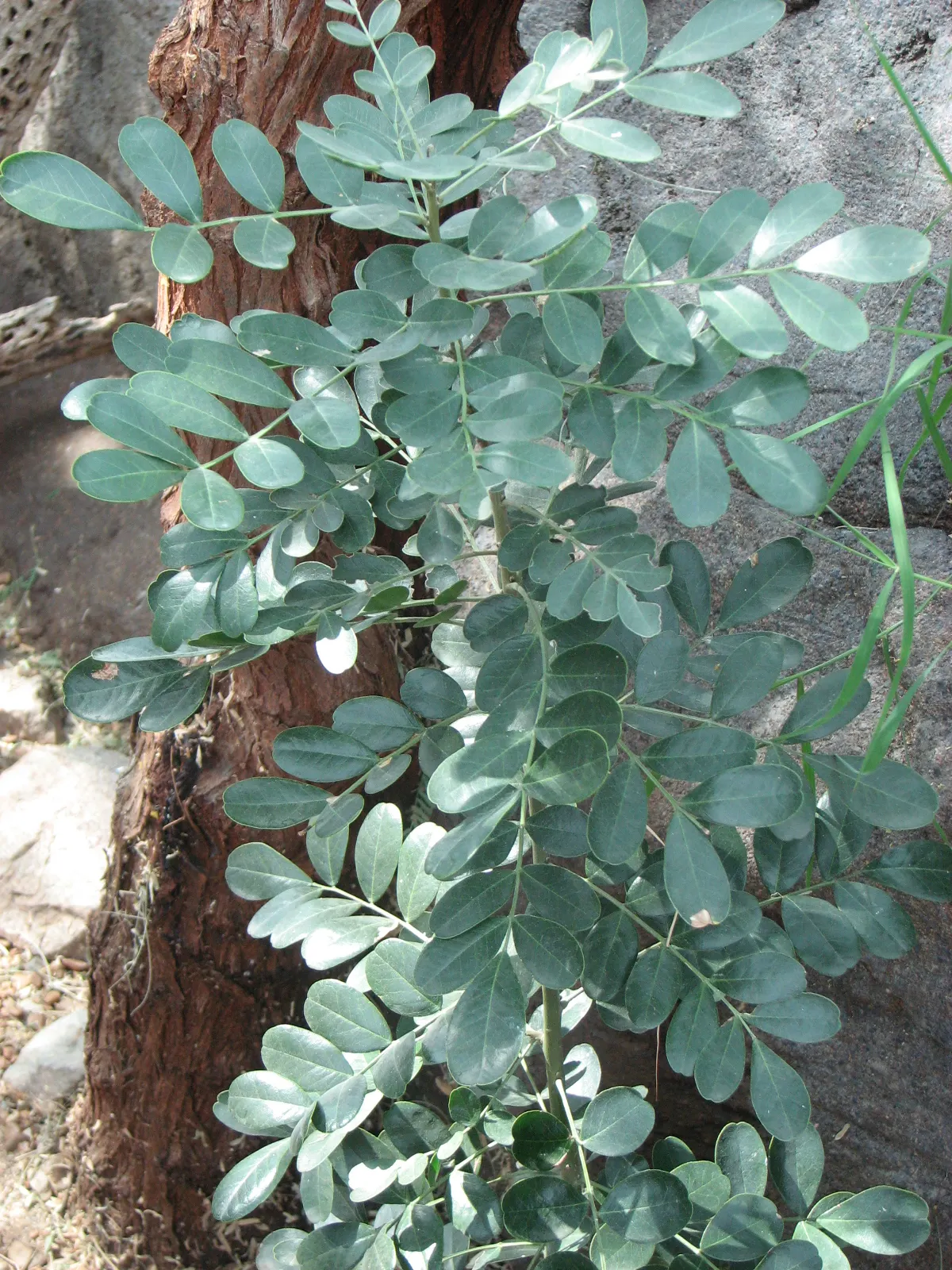 Desert Ironwood (Olneya Tesota) — making it an excellent choice for xeriscaping
