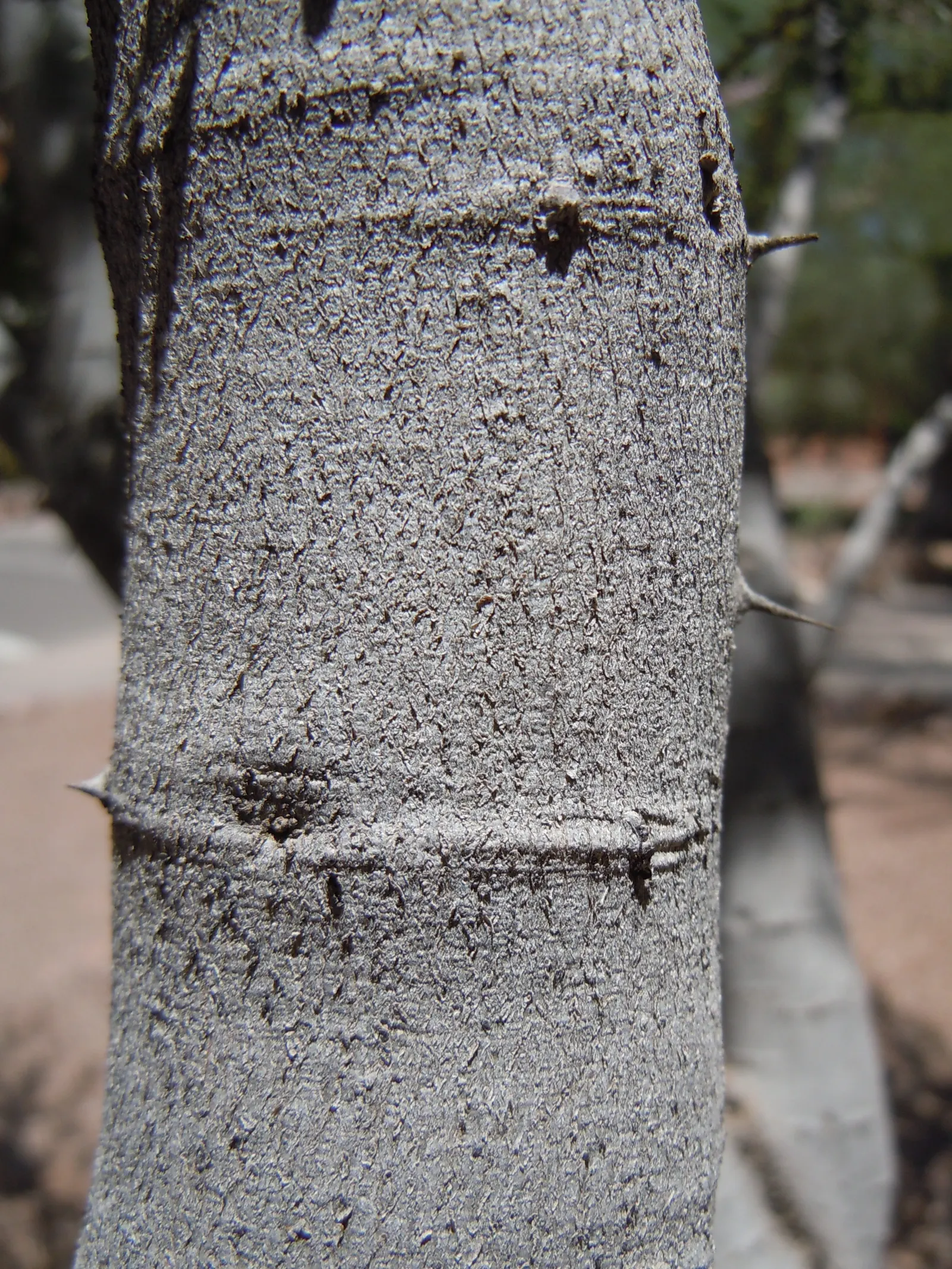 Desert Ironwood (Olneya Tesota) — is a resilient and hardy tree native to the Sonoran Desert