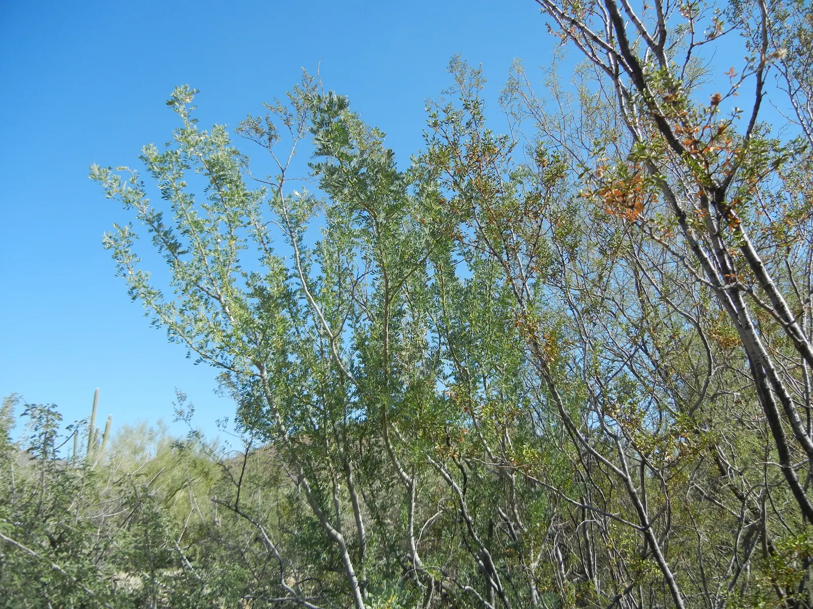 Desert Ironwood (Olneya Tesota) — particularly when selecting planting locations and planning for potential growth.<br><br>As a desert native