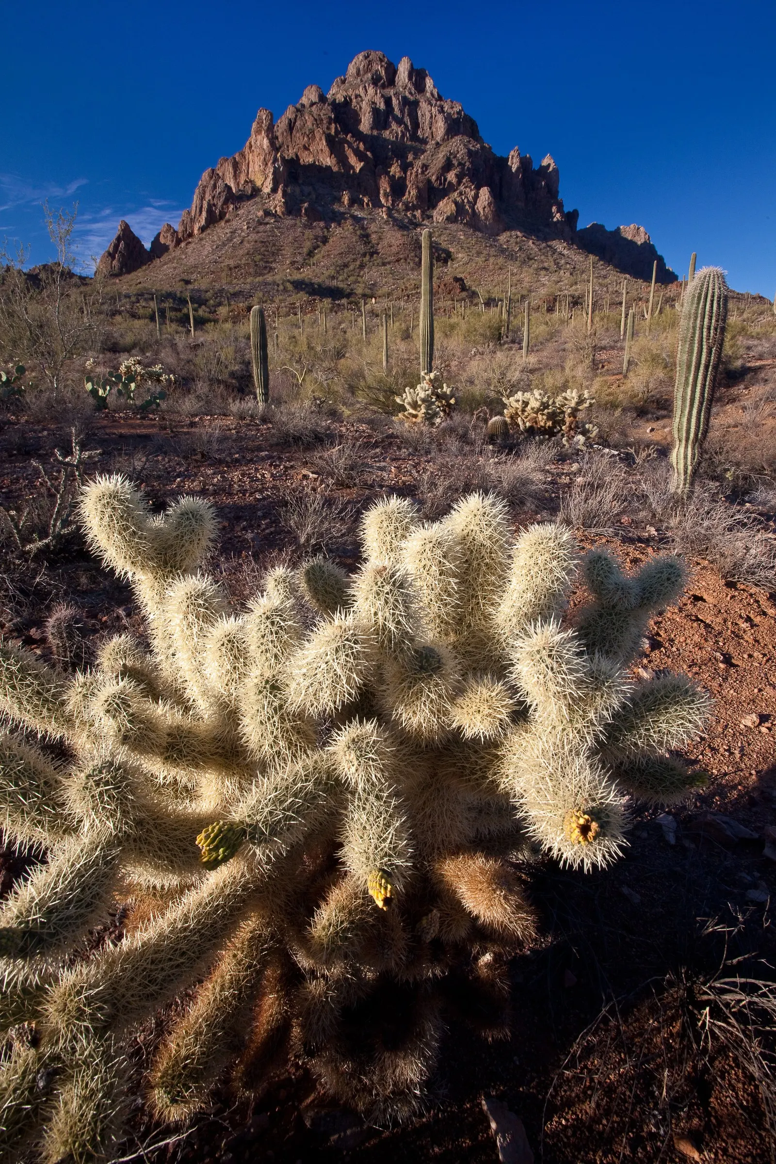 Desert Ironwood (Olneya Tesota) — its wood is among the densest in the world