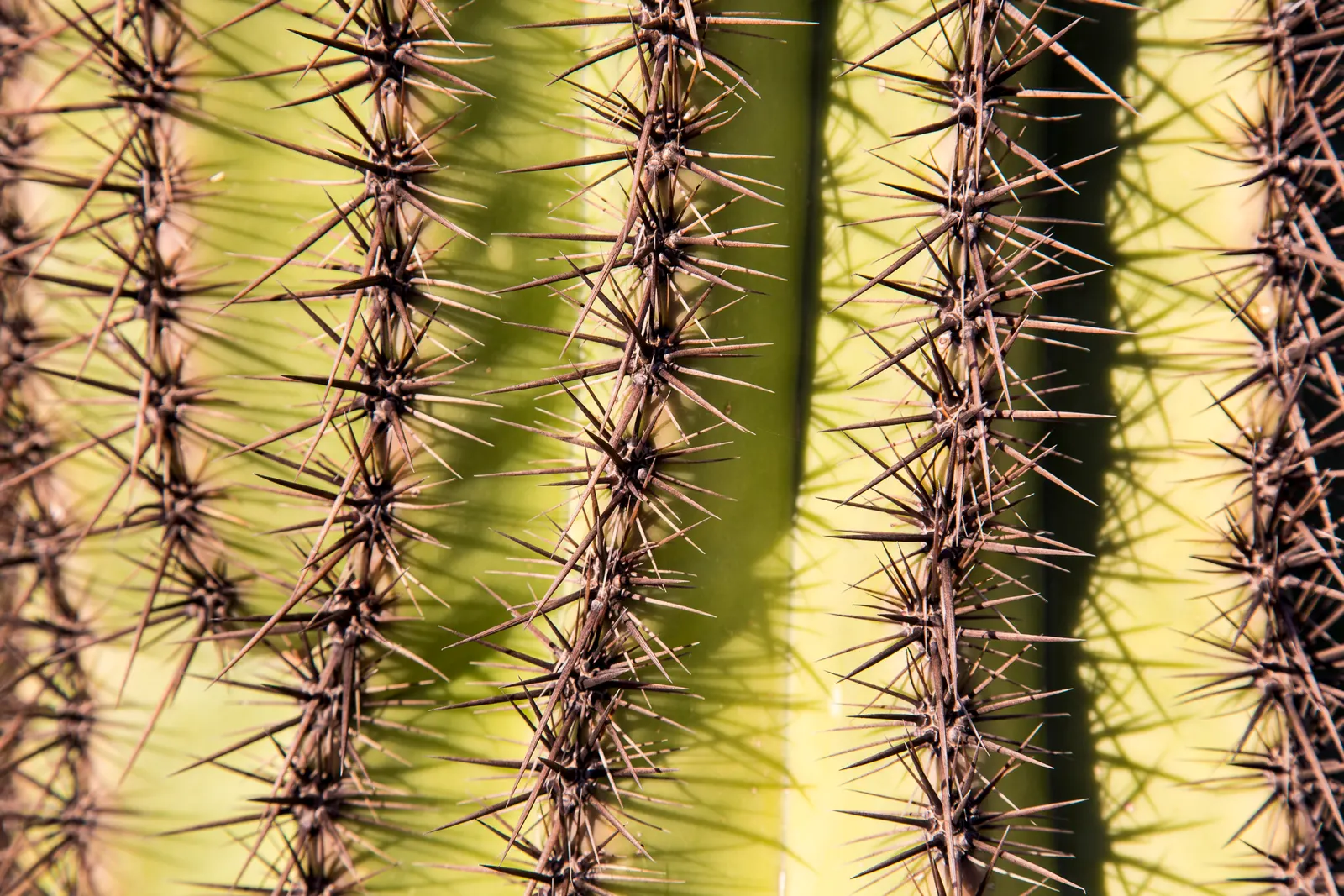 Desert Ironwood (Olneya Tesota) — scientifically known as Olneya tesota