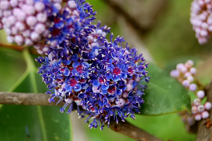 Desert Ironwood (Olneya Tesota) — the Ironwood is highly drought-tolerant once established