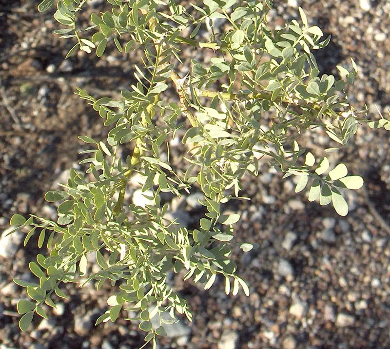 Desert Ironwood (Olneya Tesota) — This aspect is crucial to factor in landscaping considerations