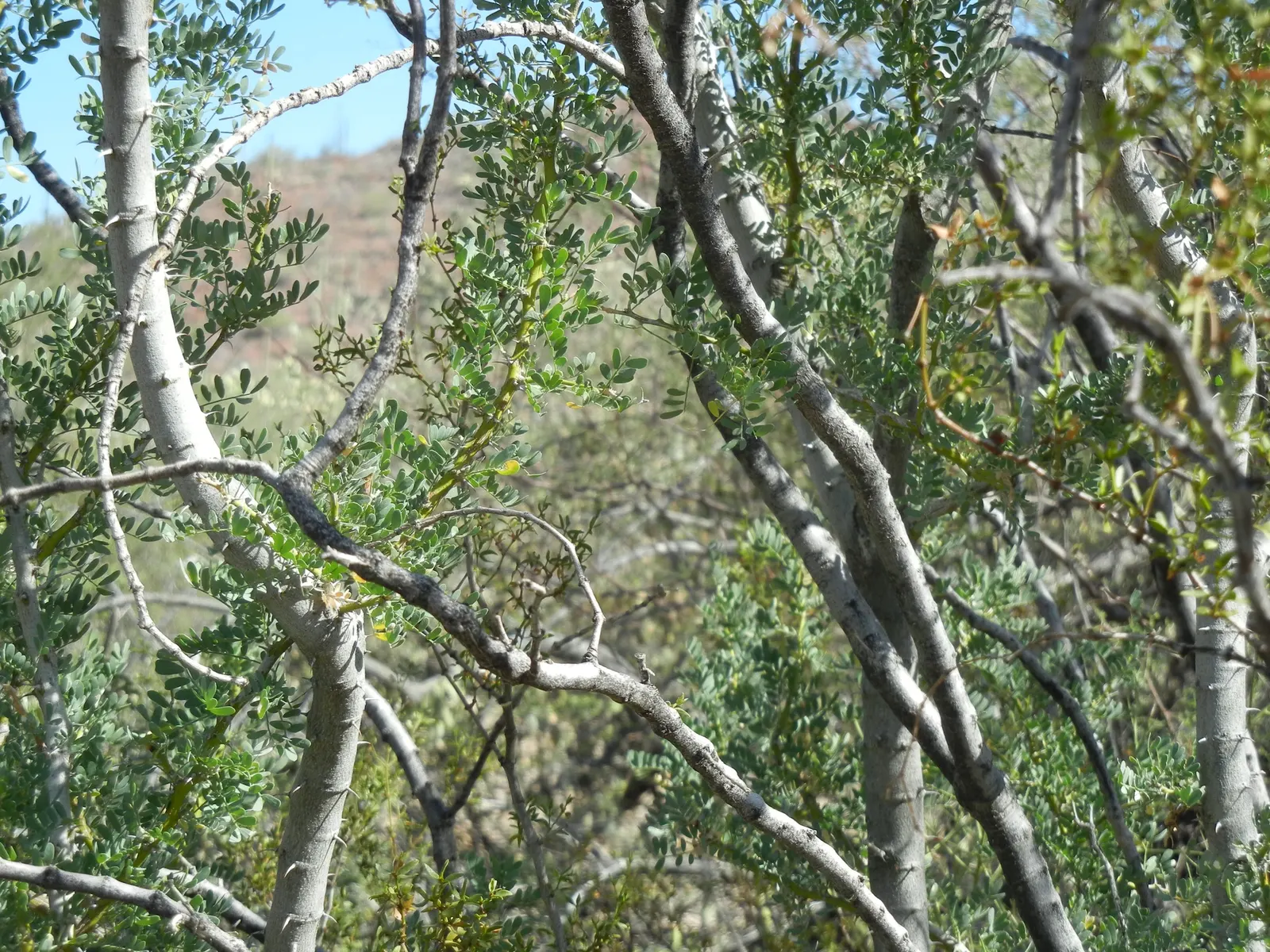 Desert Ironwood (Olneya Tesota) — it comes alive with a vibrant display of lavender to pink pea-like flowers