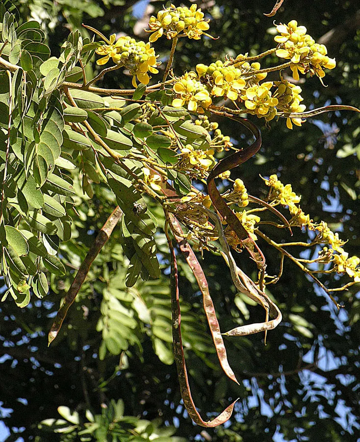 Desert Ironwood (Olneya Tesota) — It thrives in full sun exposure and can tolerate poor soil conditions