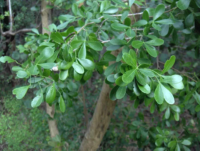 Desert Ironwood (Olneya Tesota) — requiring minimal additional irrigation